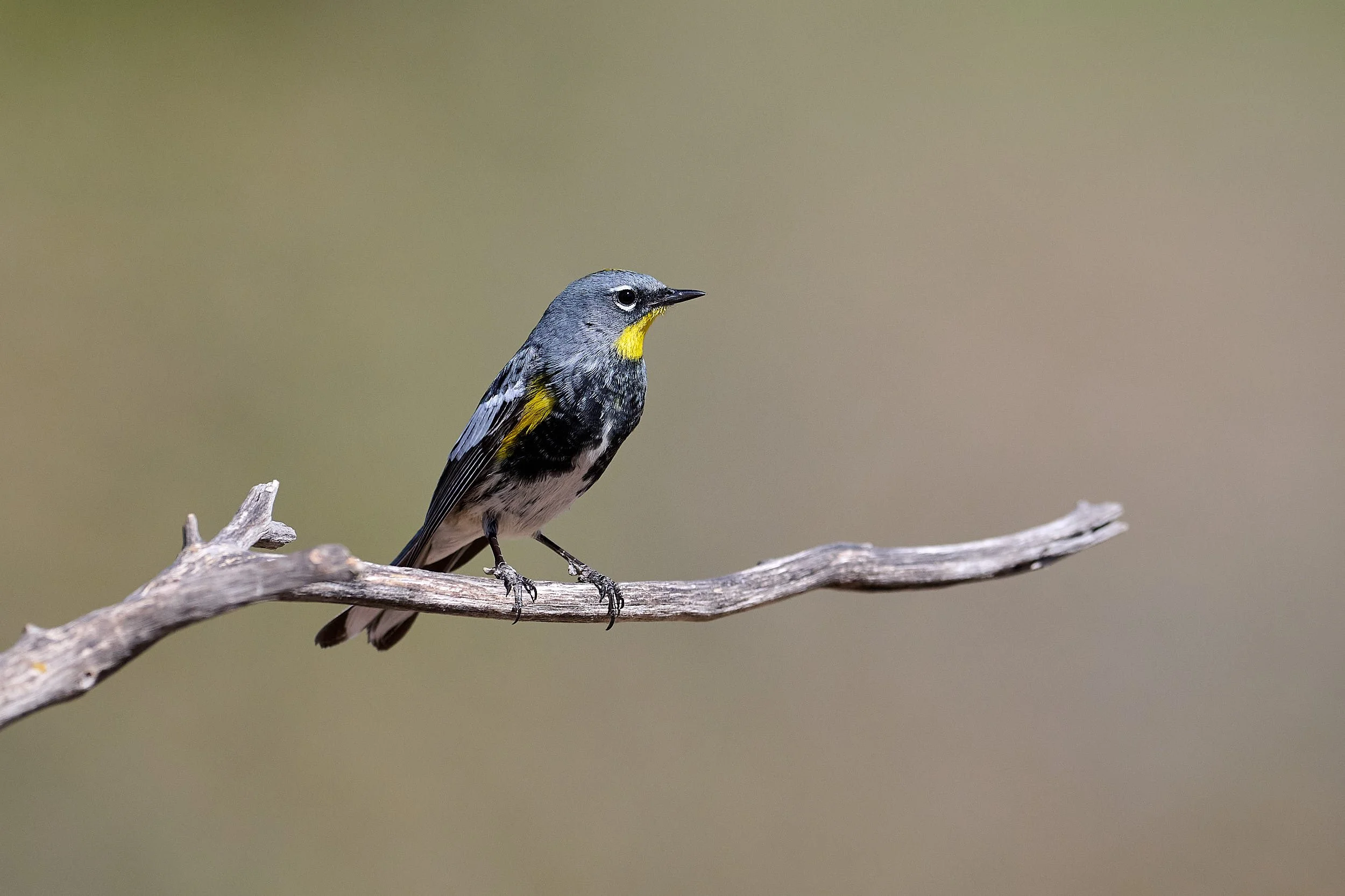 yrump warbler 2524.jpg