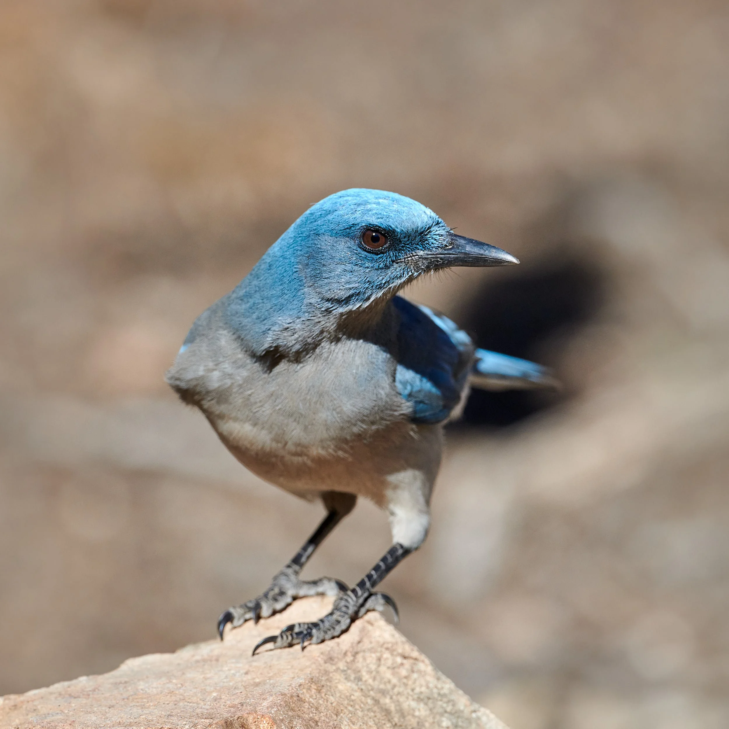 jay 5669.jpg