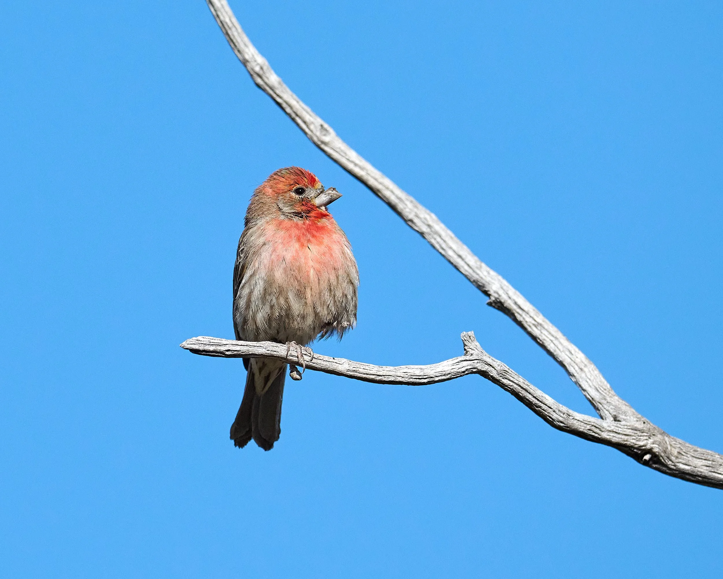 house finch 0943 clone.jpg