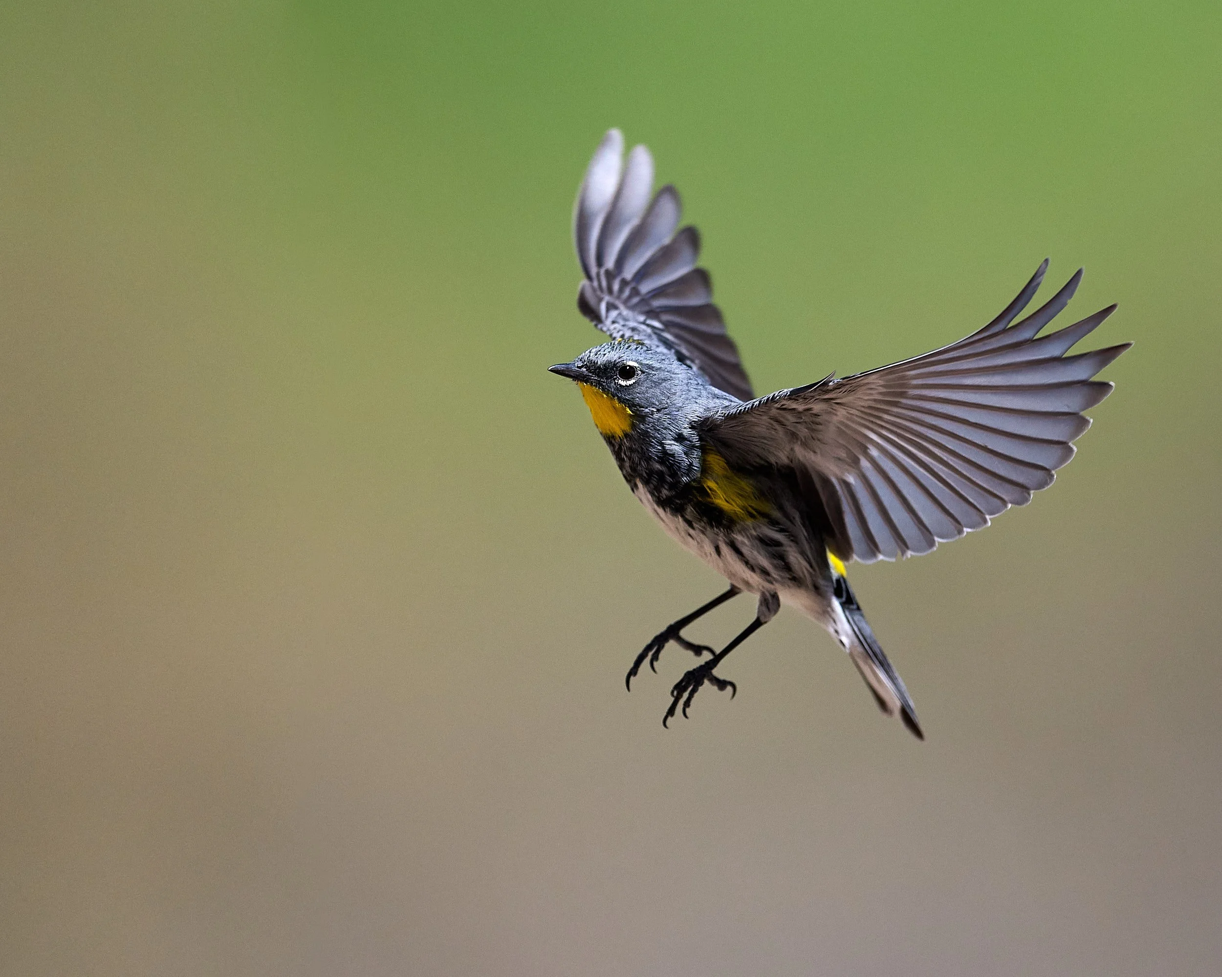 yrump warbler 3995.jpg