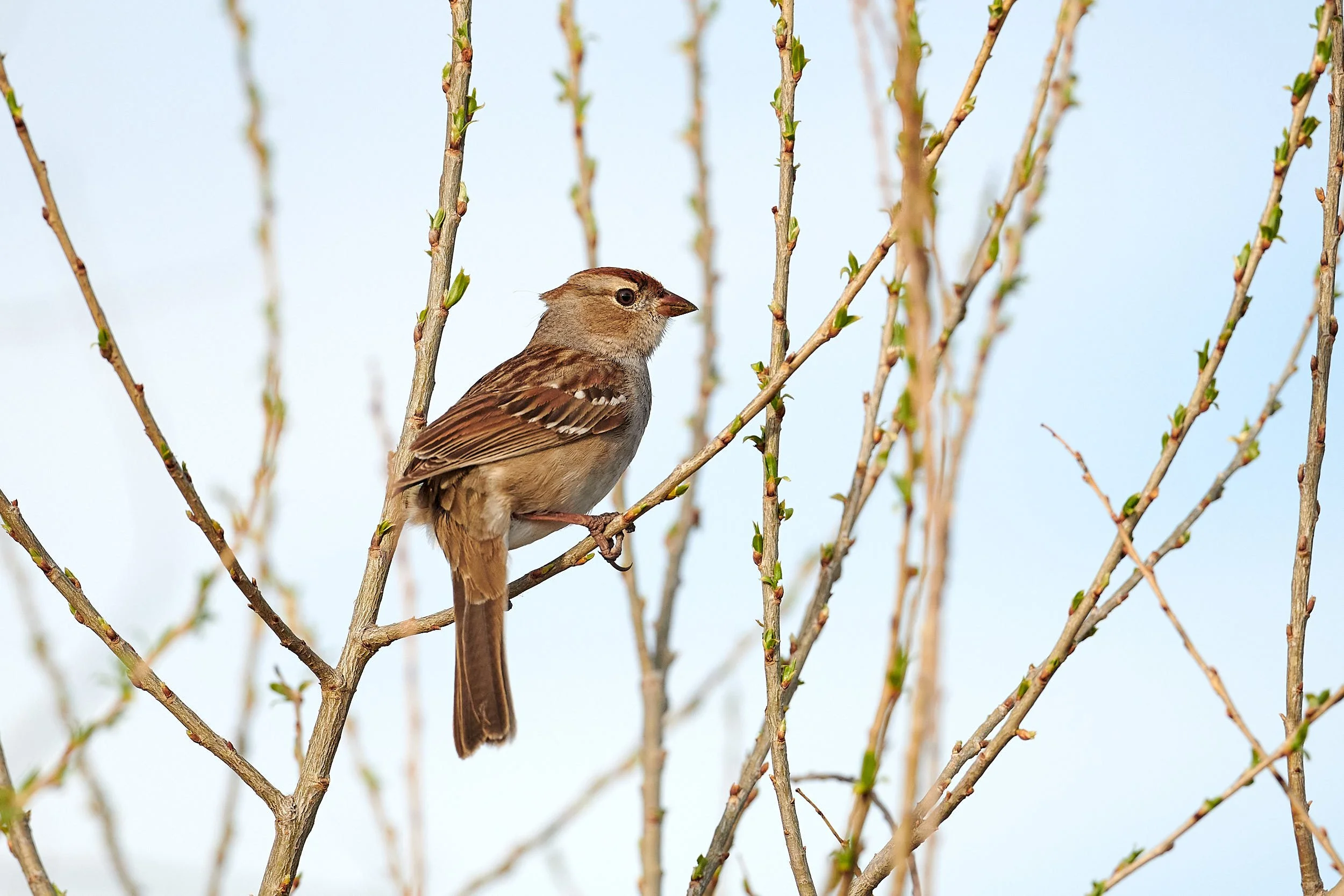white-crowned sparrow 5807.jpg