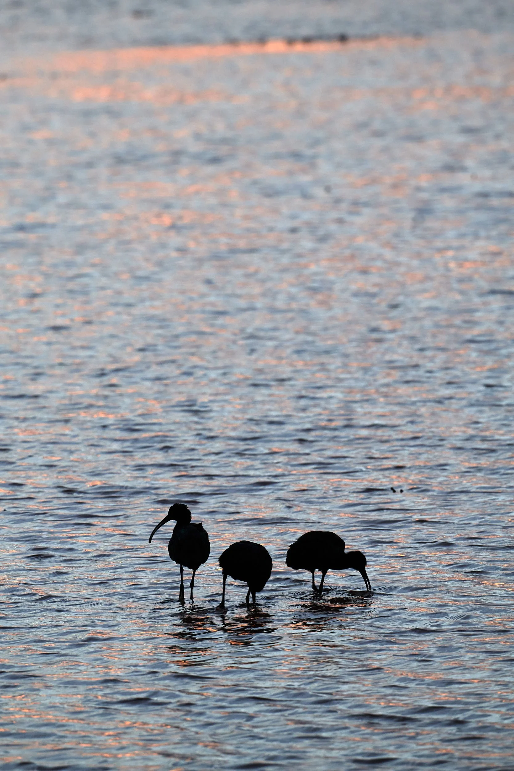 ibis 6017.jpg