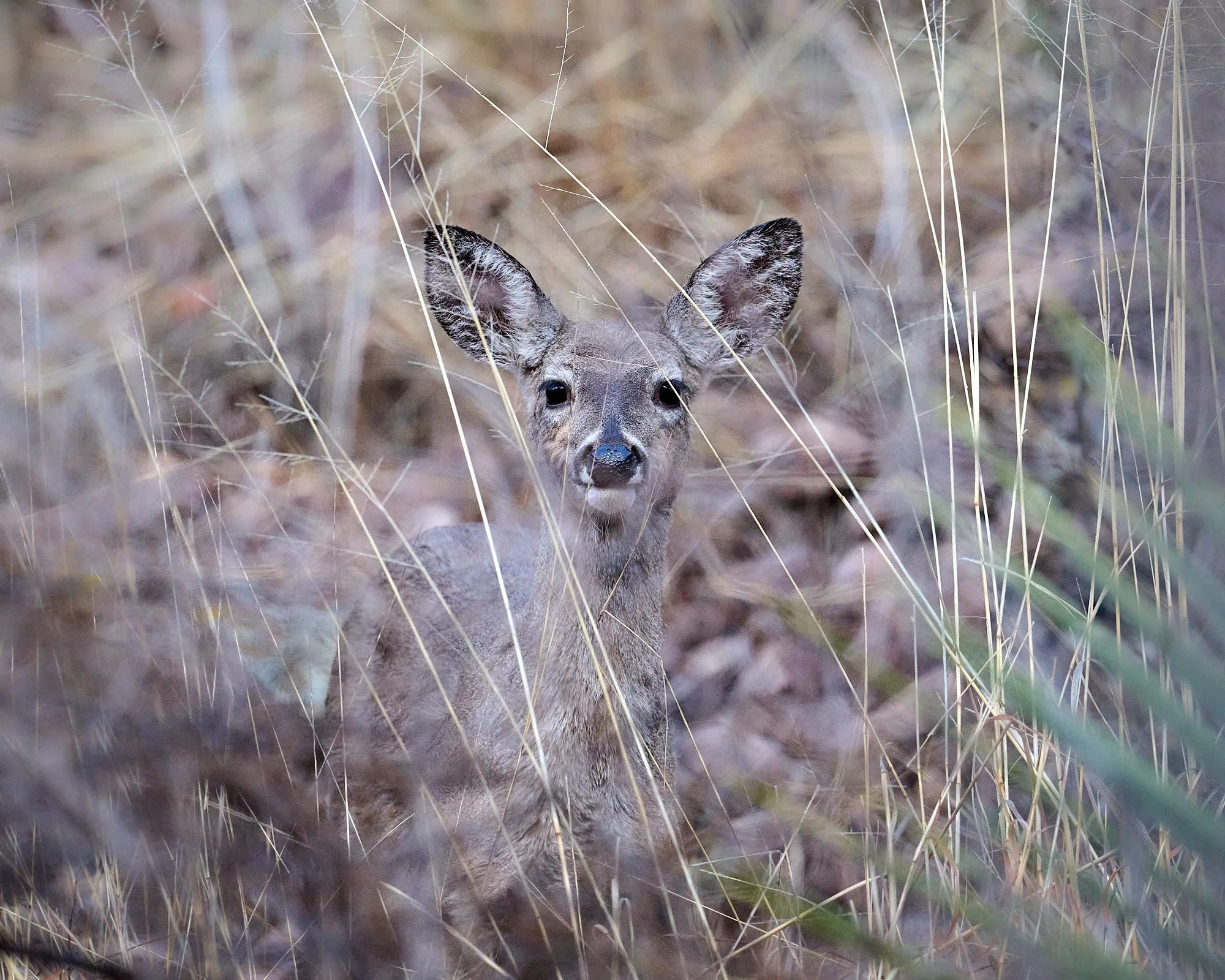 deer 5556.jpg