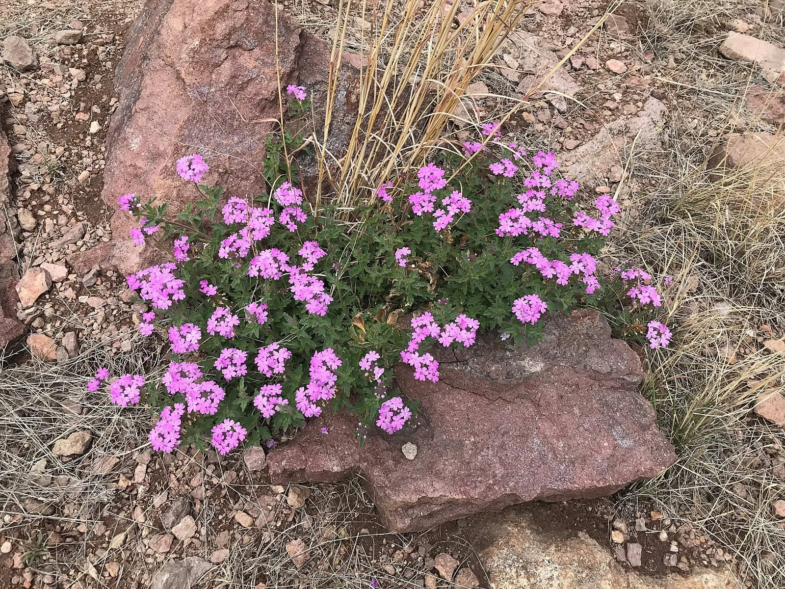 verbena 1685.jpg