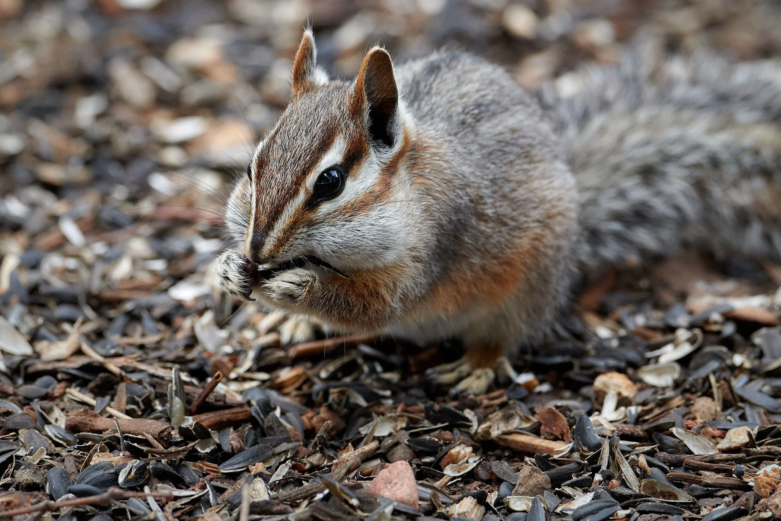 chipmunk 6544.jpg