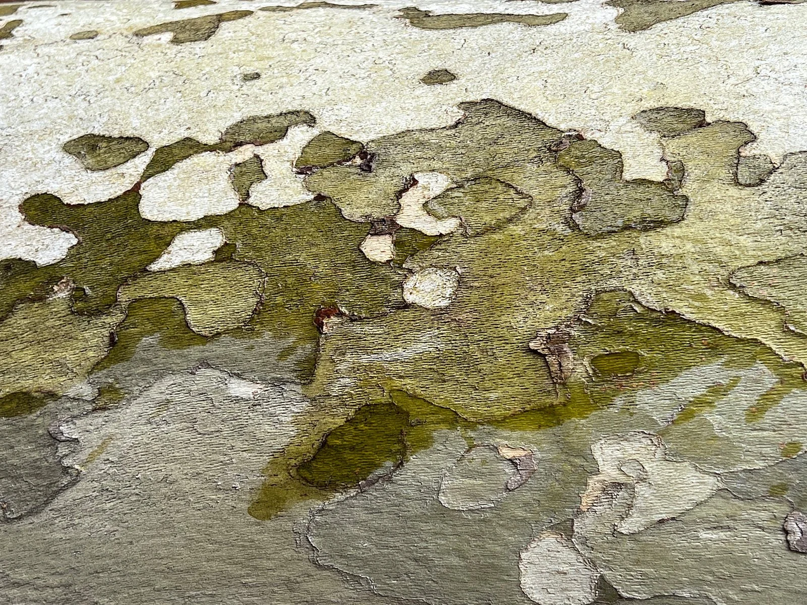 algae on pond 8139.jpg