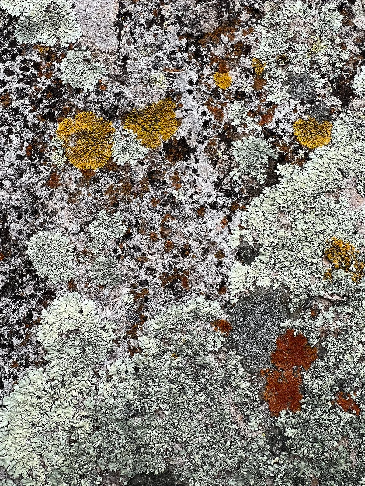 rock algae 8123.jpg