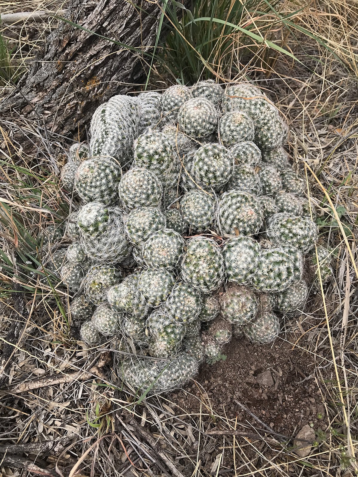 pincushion 1681.jpg