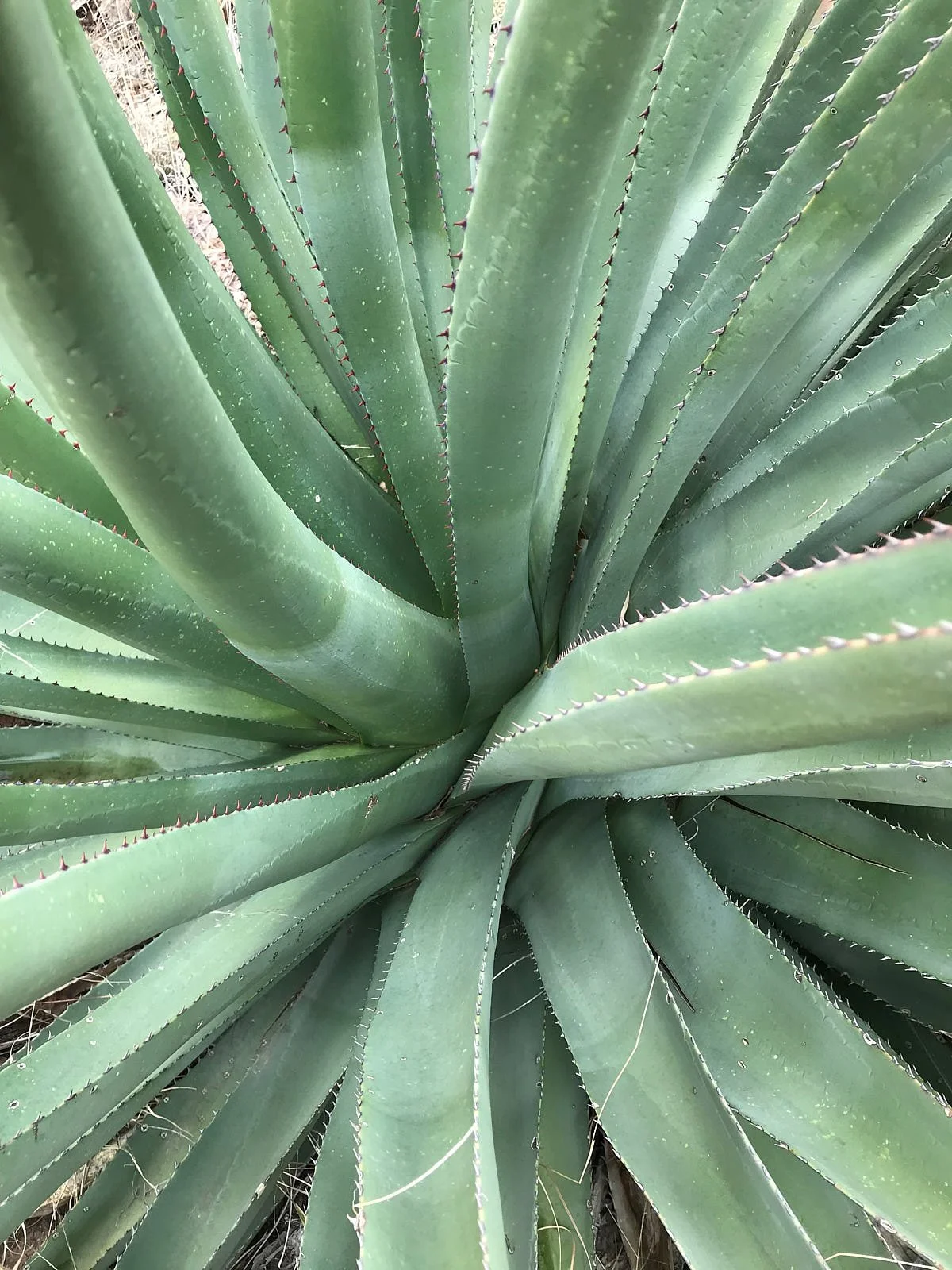agave 1697.jpg