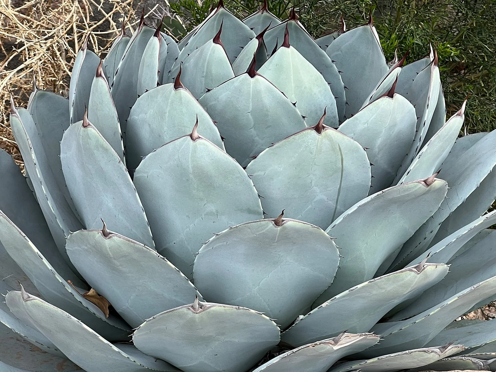 agave ?? 8238.jpg