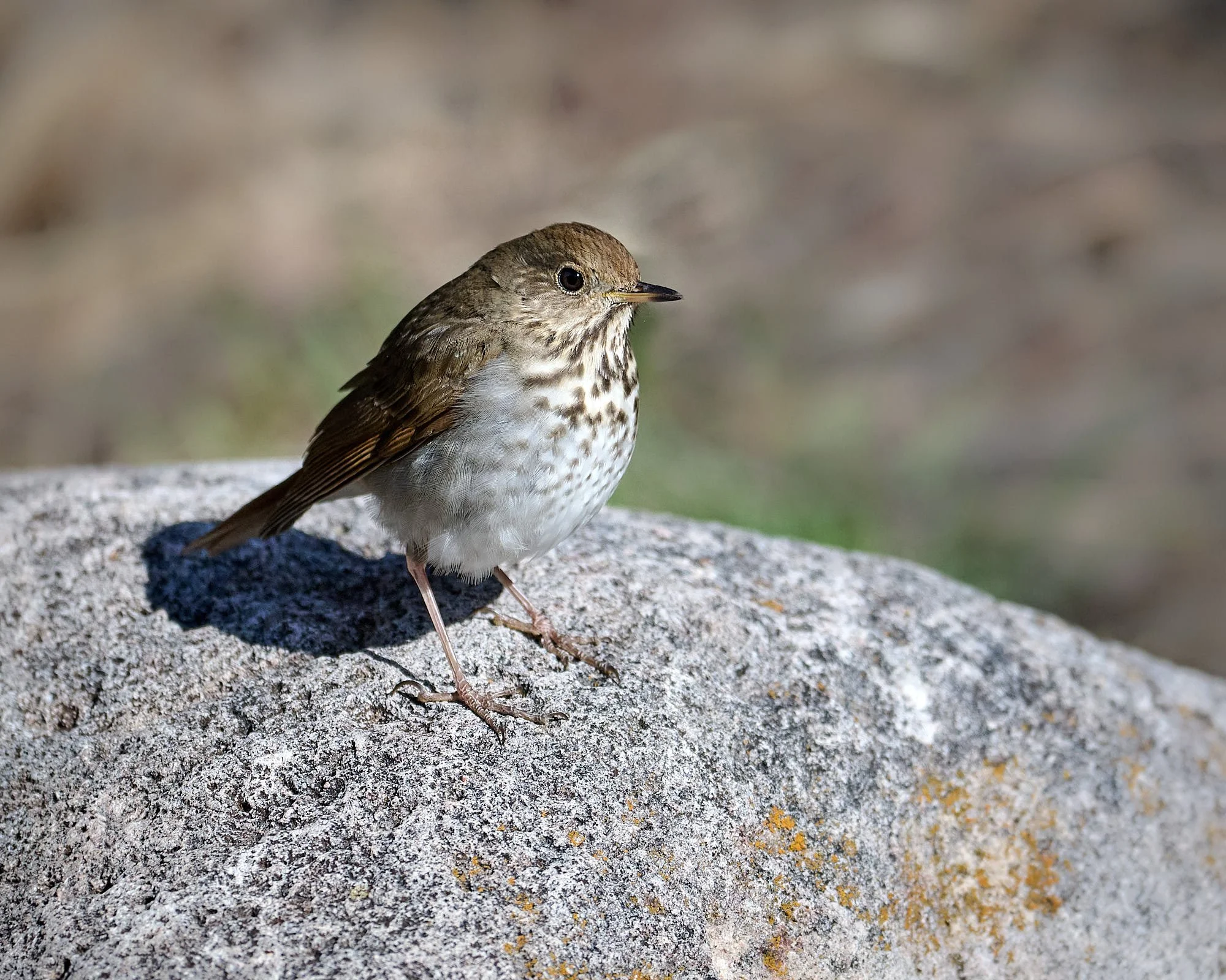 hermit thrush 6468.jpg
