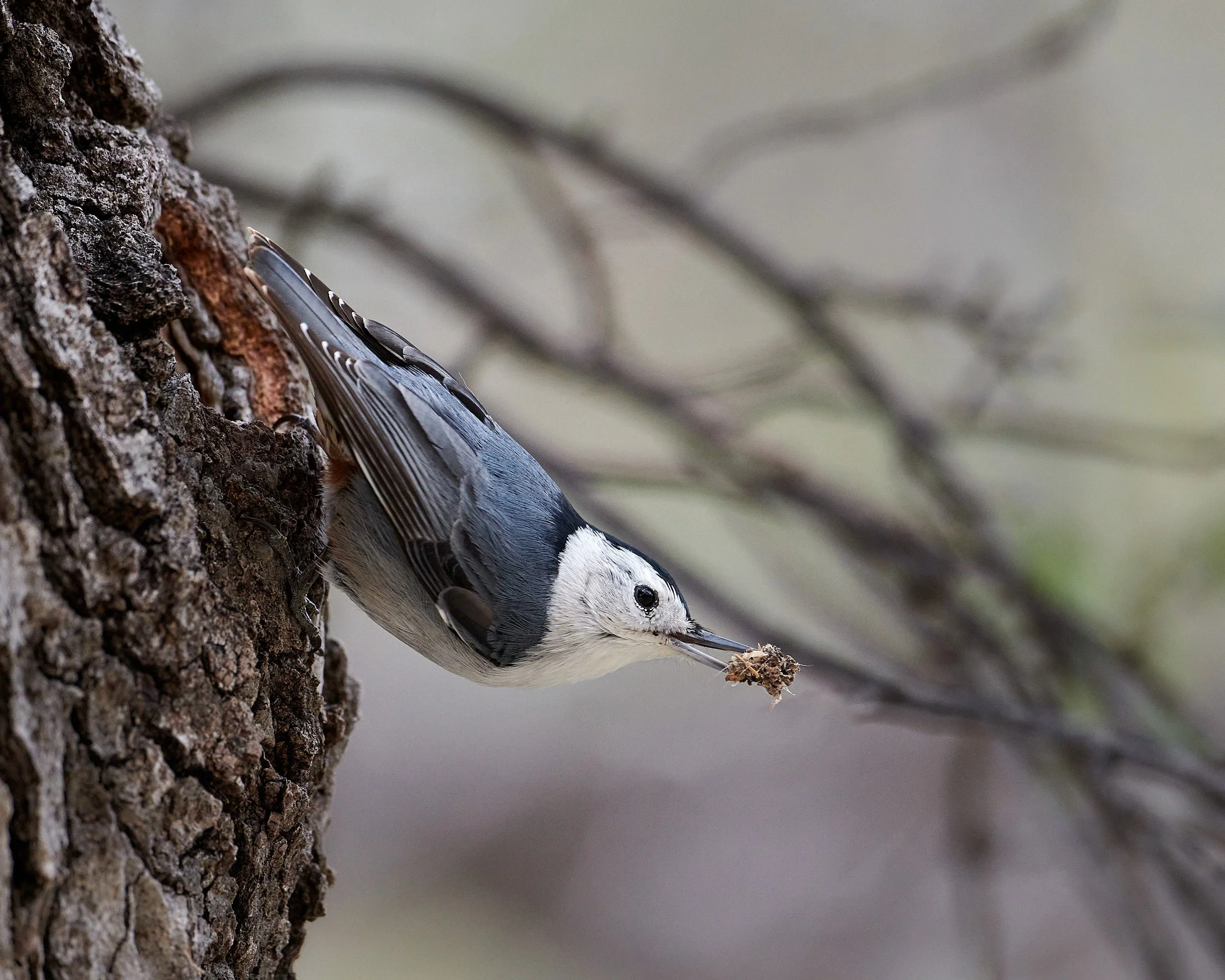 nuthatch 6563.jpg