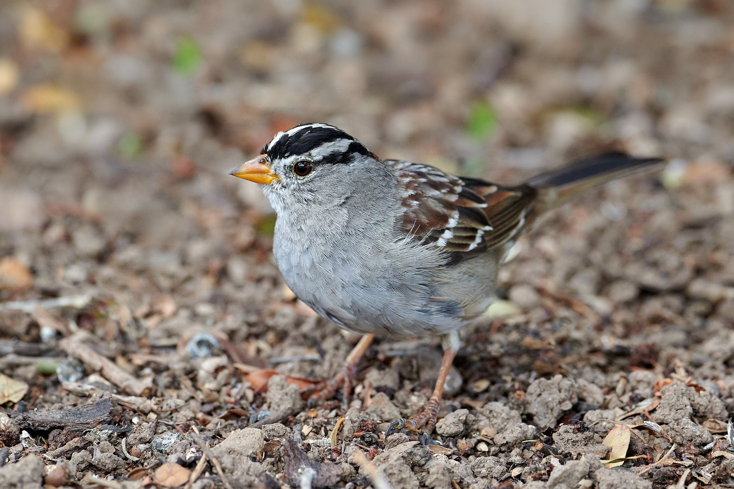 white-crowned sparrow 6787.jpg