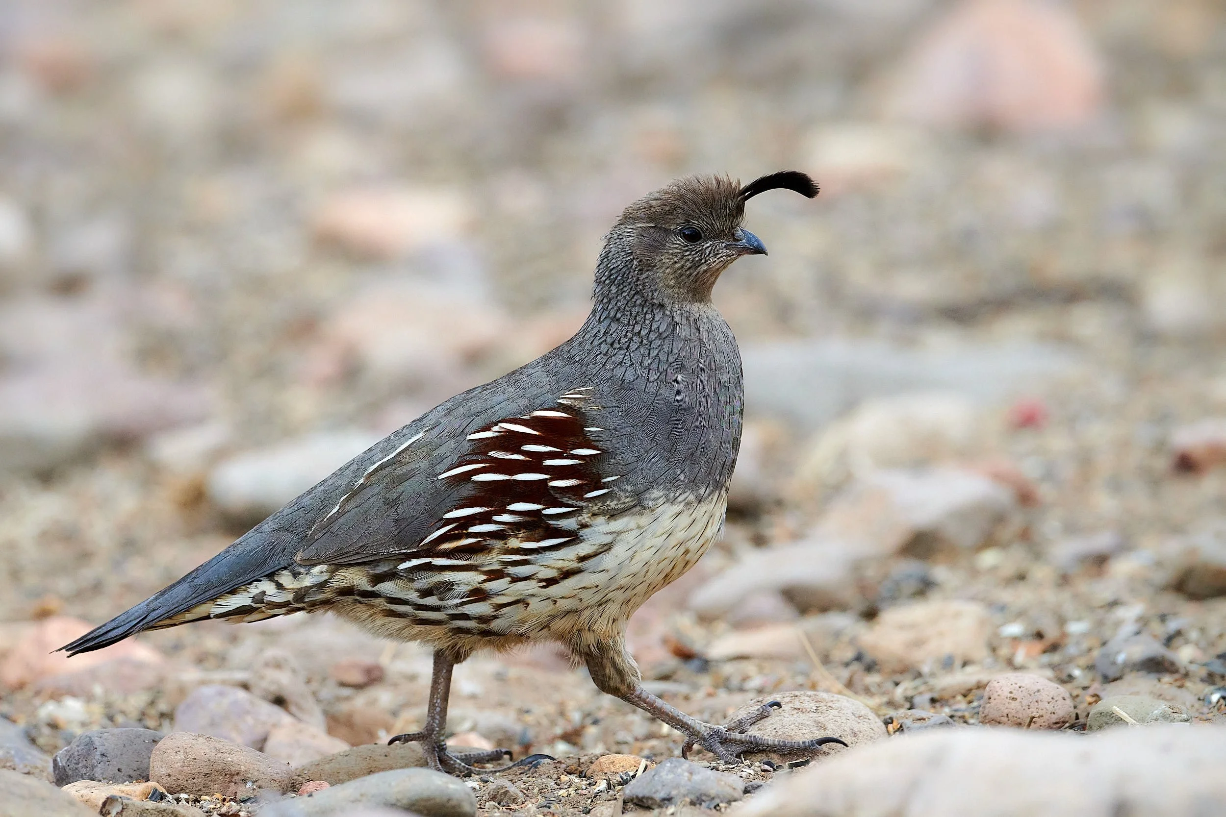 gambel's female 6833.jpg