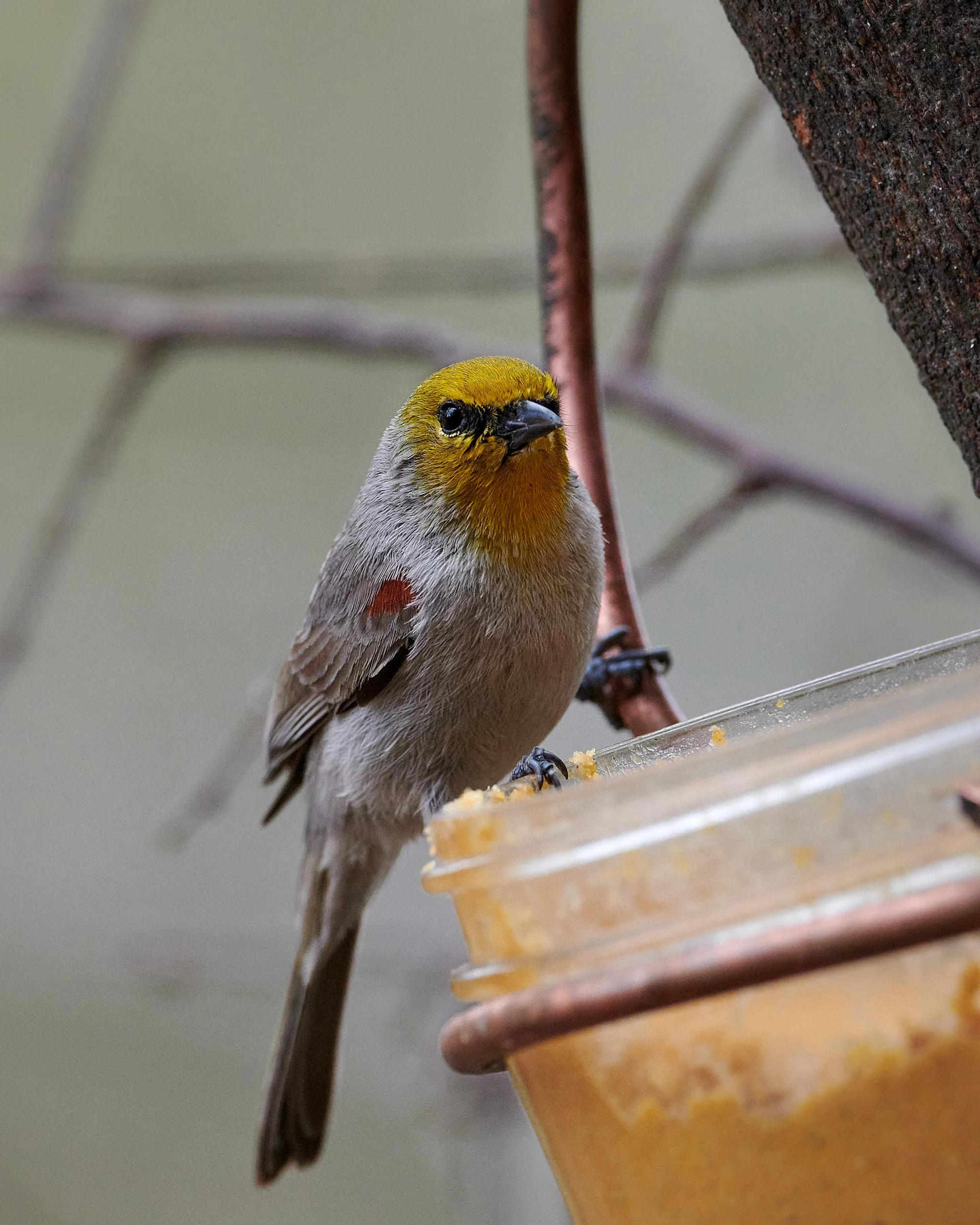 verdin 6357.jpg