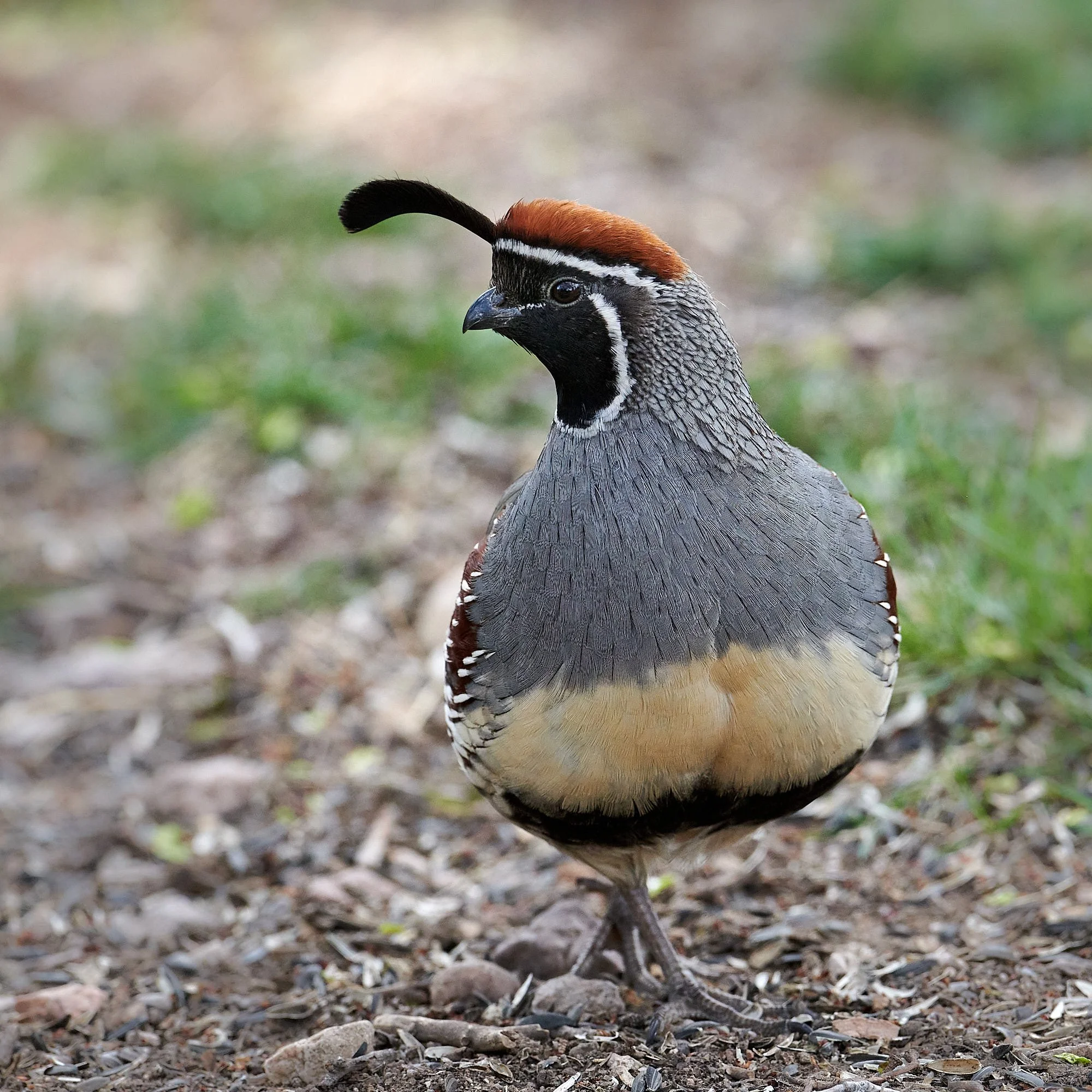 gambel's male 6702.jpg