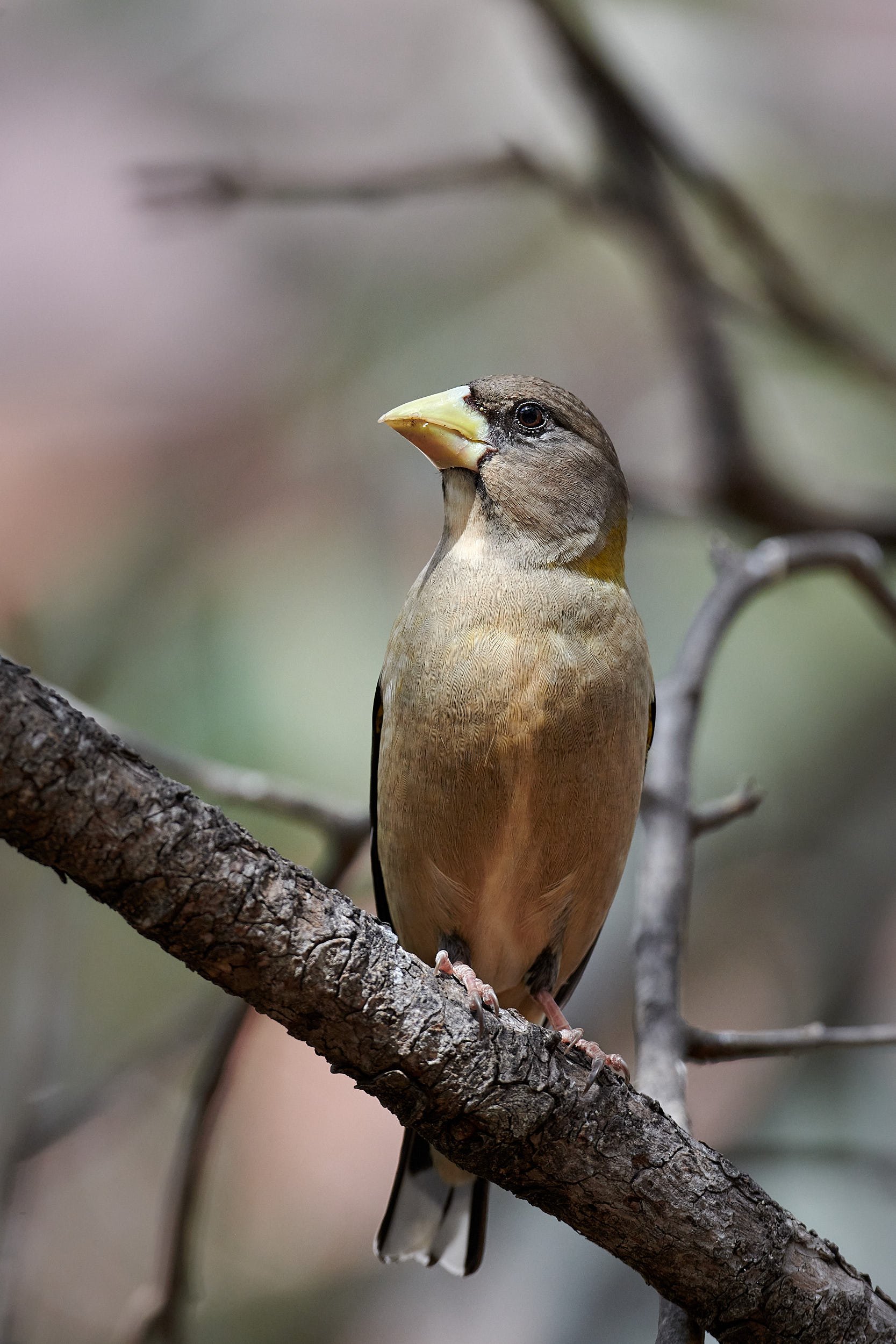 evening grosbeak 6626.jpg