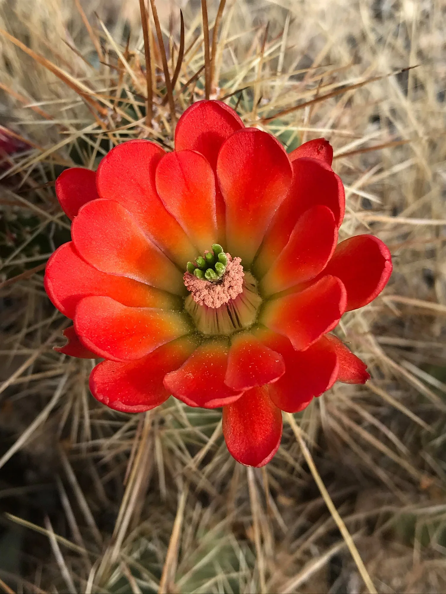 flower 1780.jpg