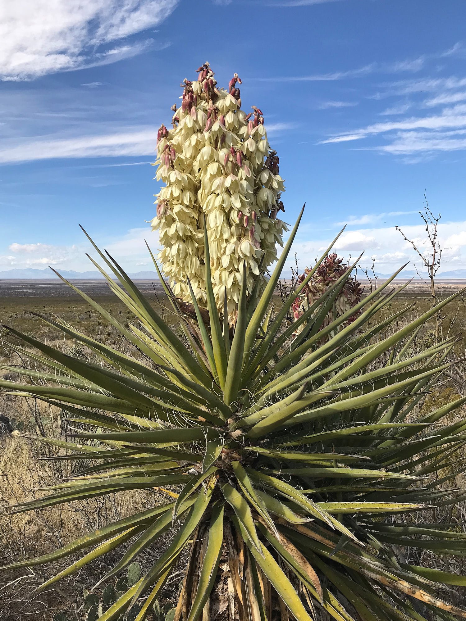 yucca 1768.jpg