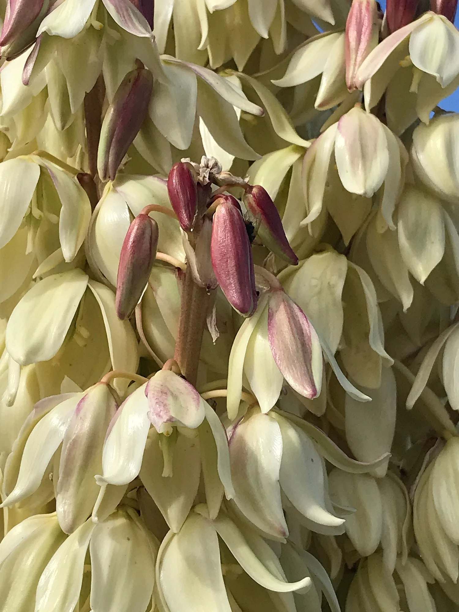 yucca flower 1796.jpg