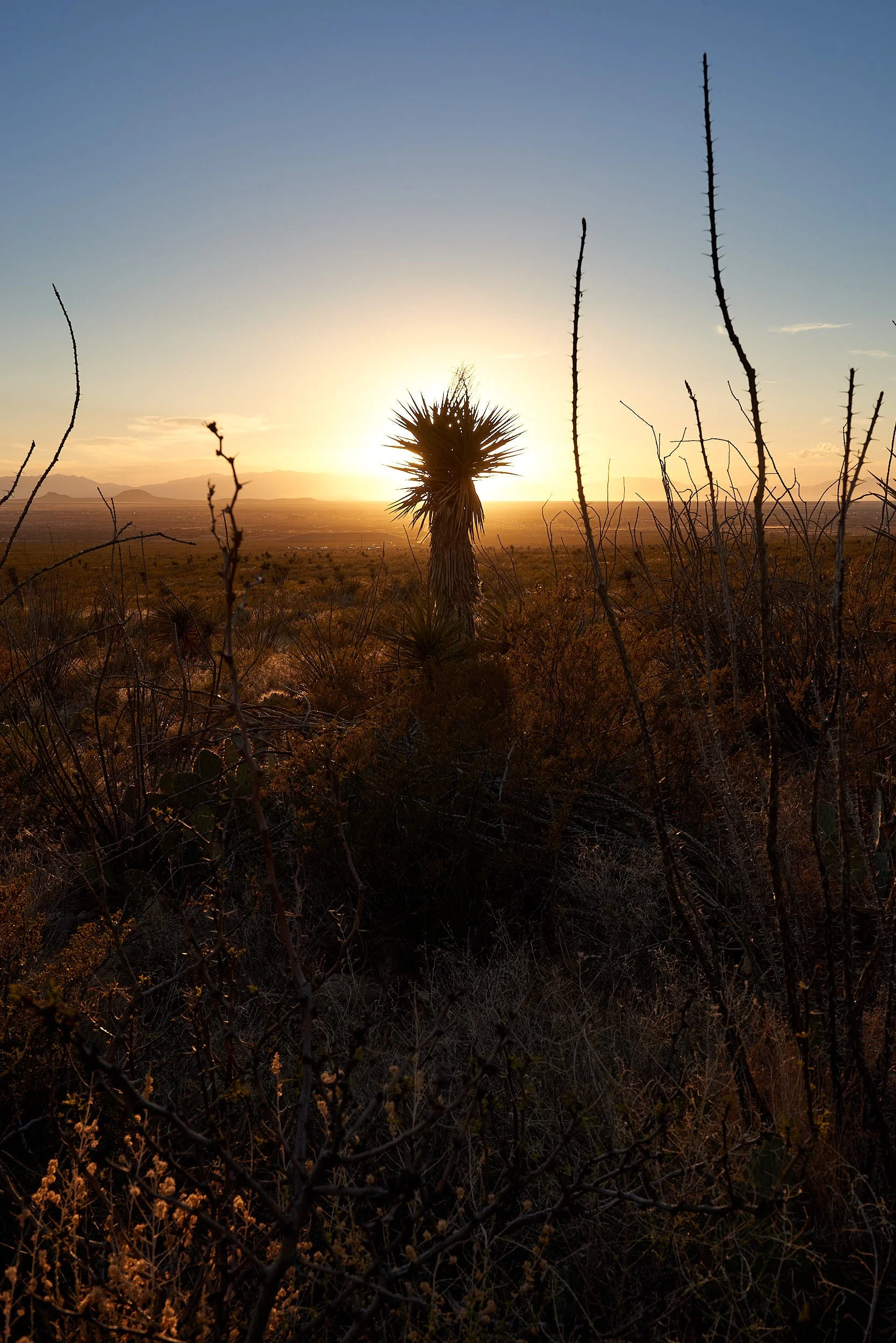 yucca silhoutte 0820.jpg
