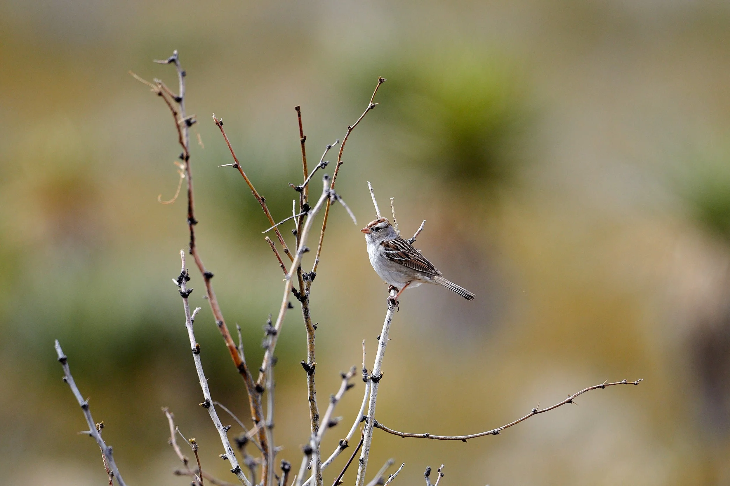 white-crowned sparrow 7536.jpg
