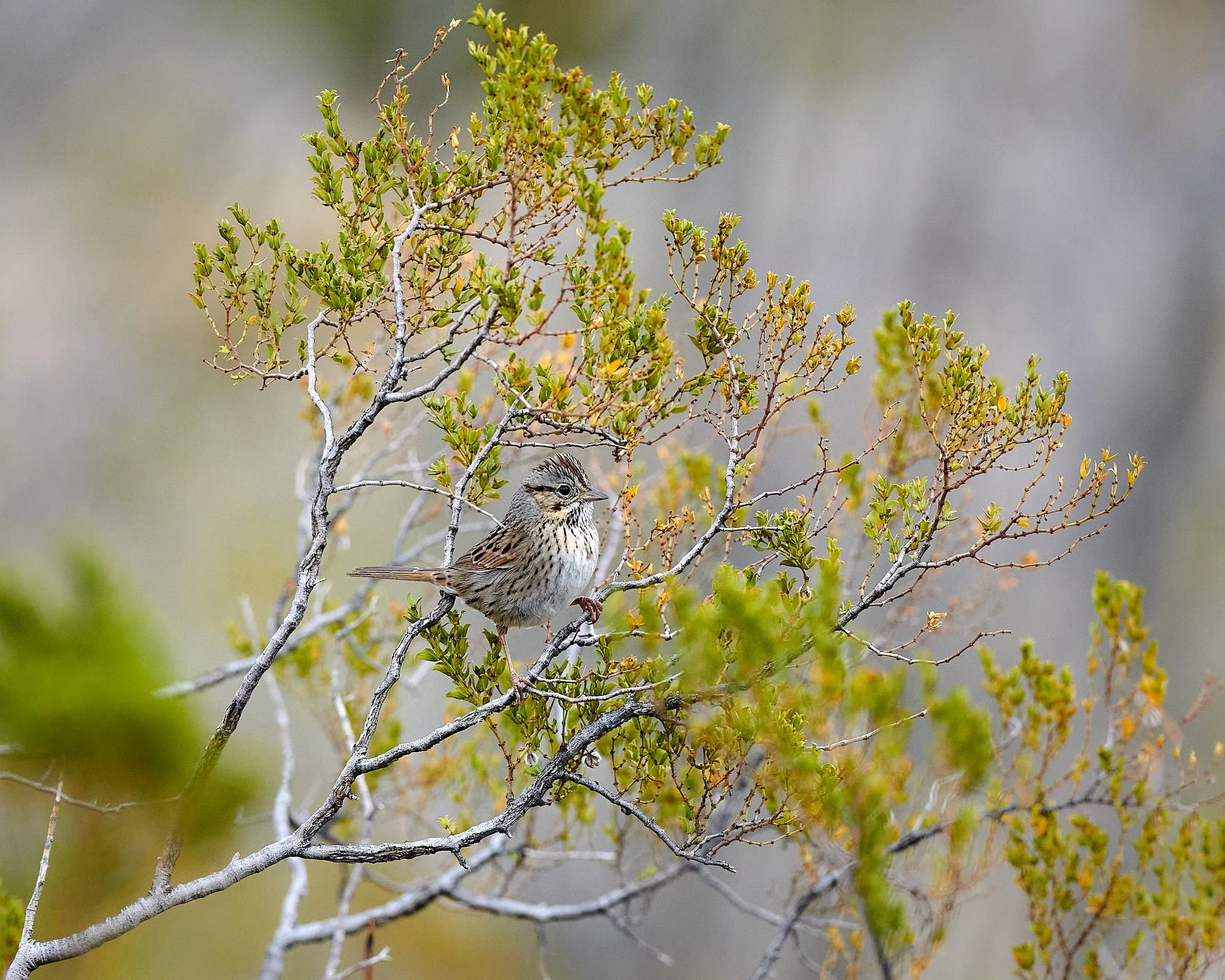 lincoln sparrow flip 7202.jpg