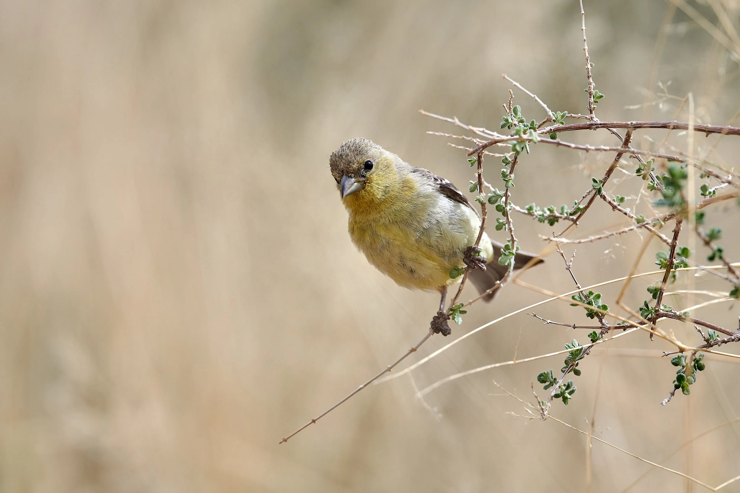 goldfinch 7572.jpg