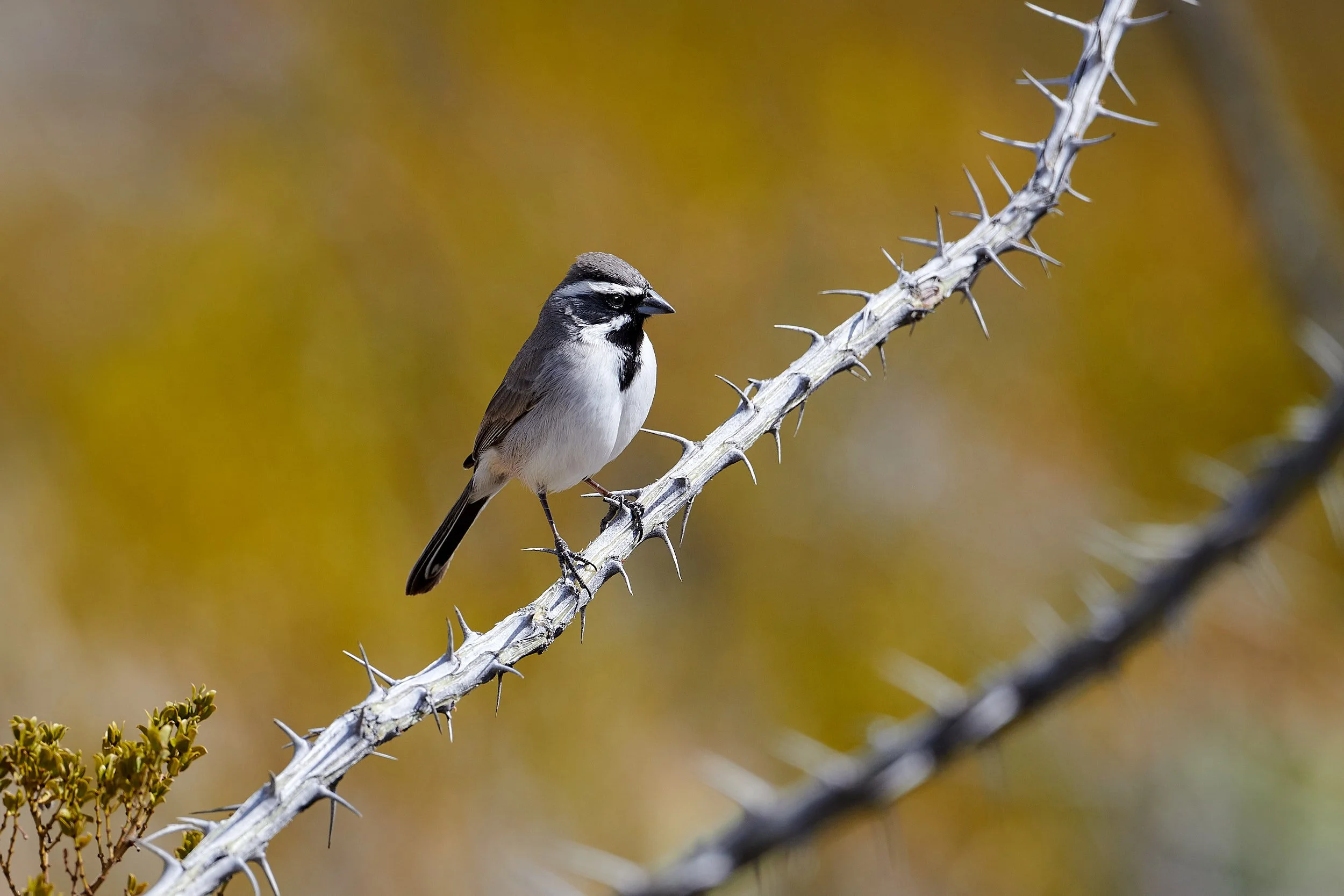 black-chinned sparrow 7511.jpg