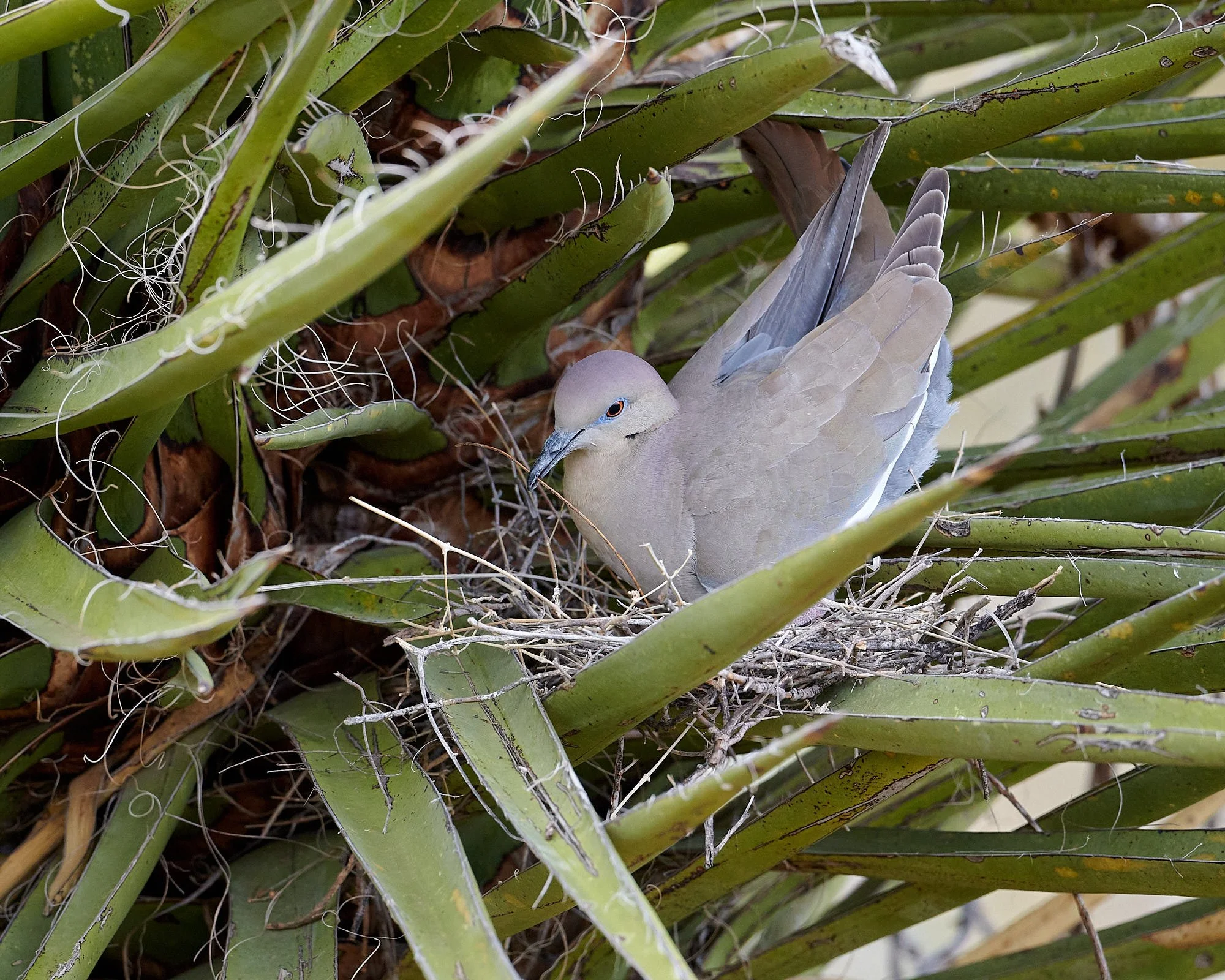 dove on nest 7120.jpg