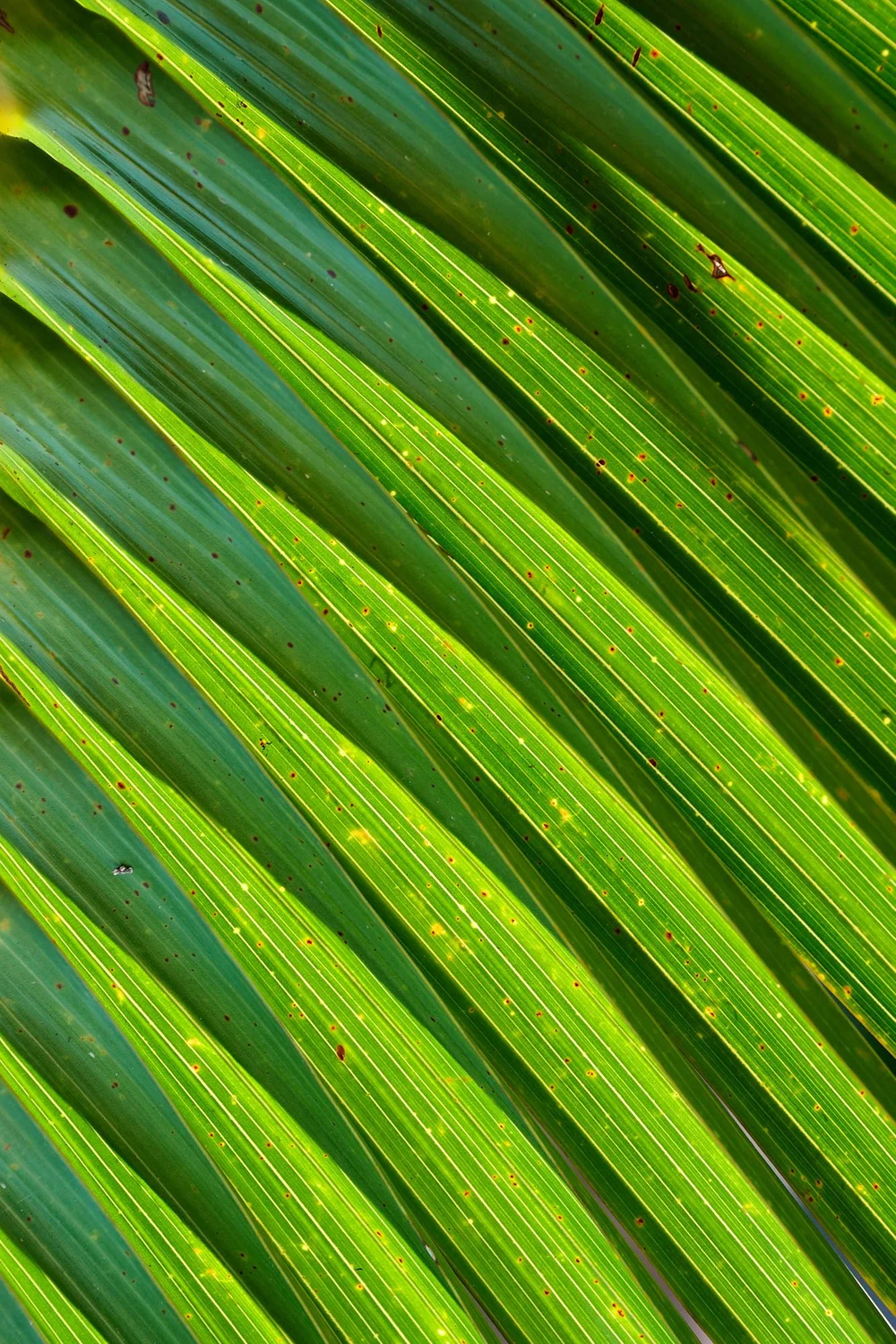 DSC_3952Urban wildlife.jpg