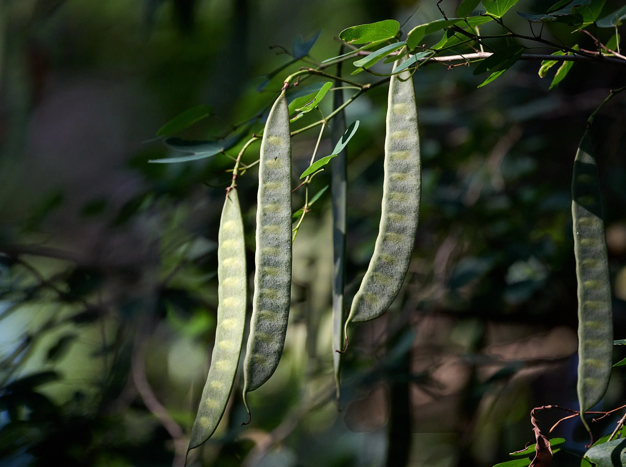 DSC_6700Urban wildlife.jpg