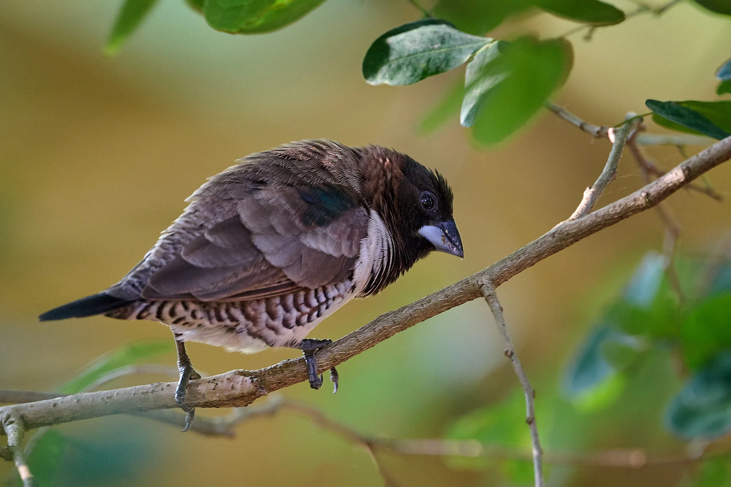 DSC_6754Urban wildlife.jpg