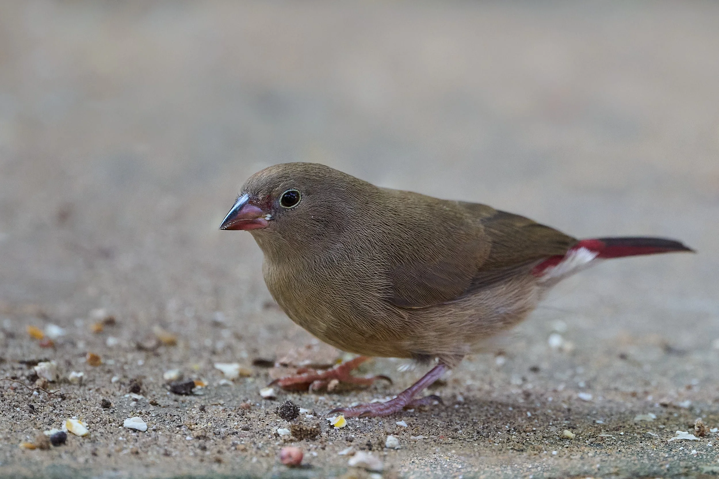 DSC_7267Urban wildlife.jpg