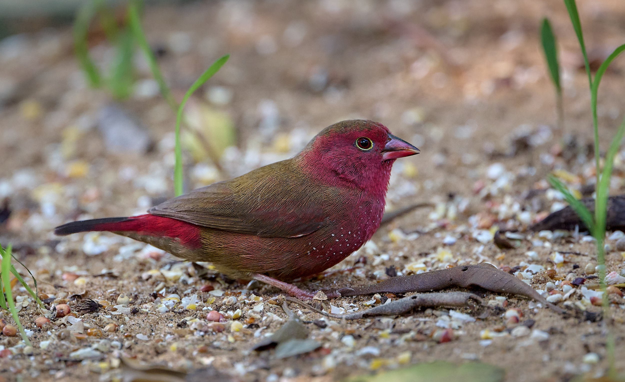 DSC_7671Urban wildlife.jpg