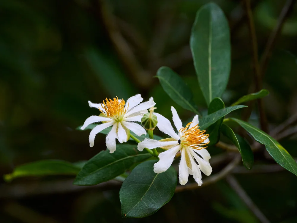 DSC_7562Urban wildlife.jpg