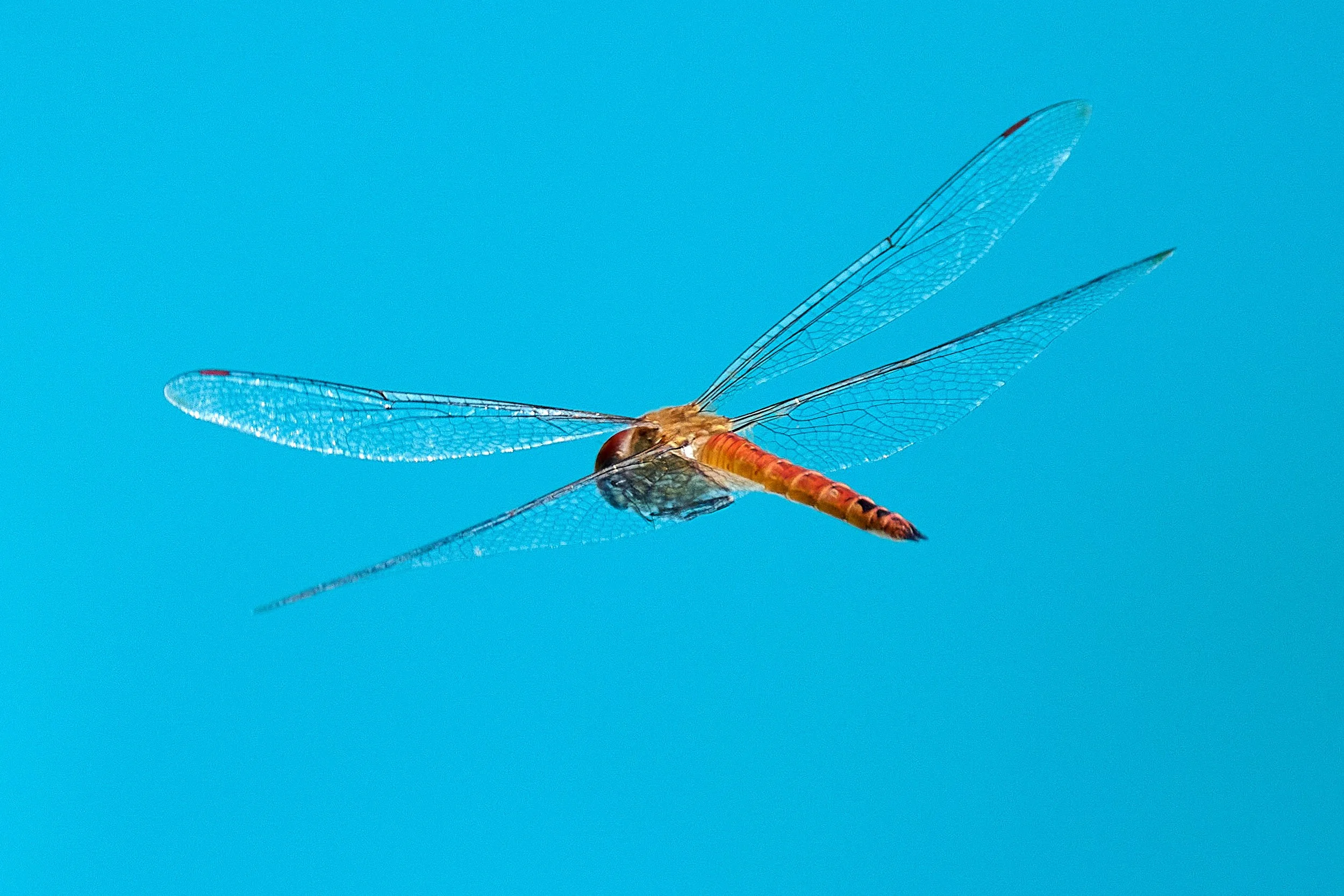 DSC_3938Urban wildlife.jpg