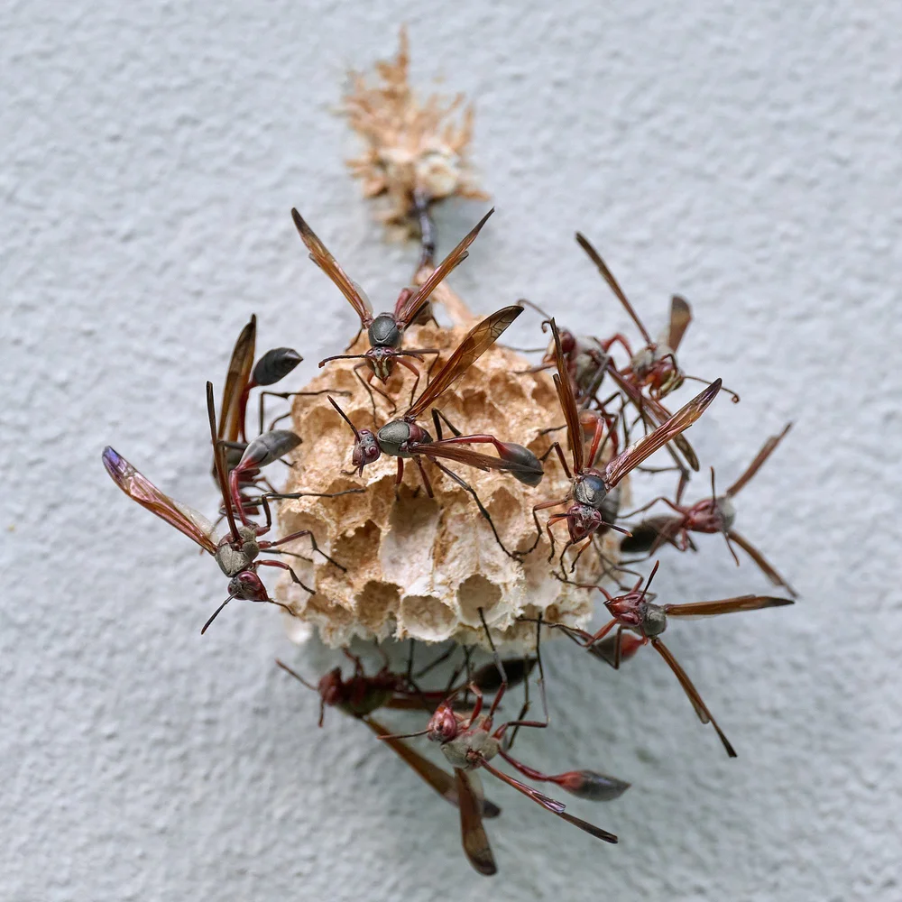 DSC_3908Urban wildlife.jpg