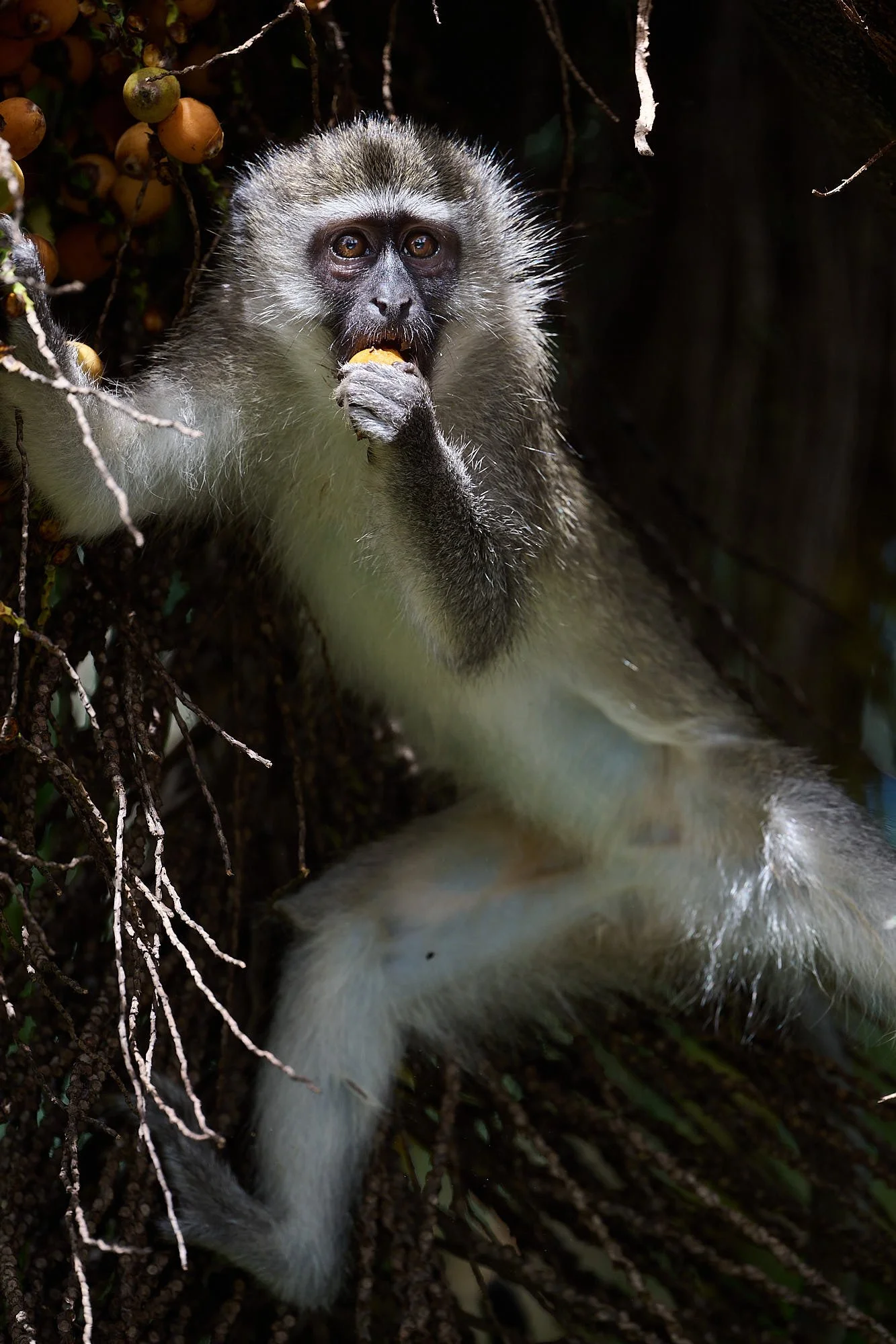 DSC_6655Urban wildlife.jpg