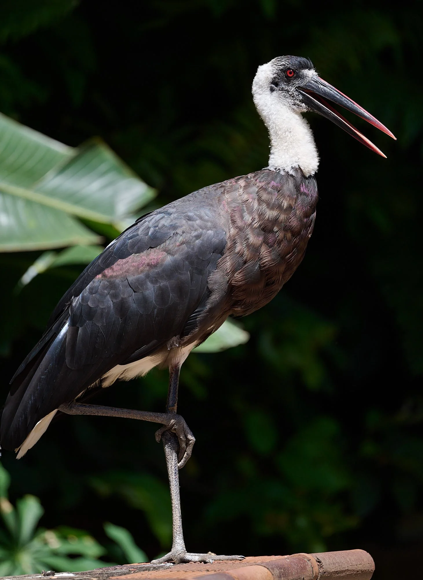 DSC_6695Urban wildlife.jpg