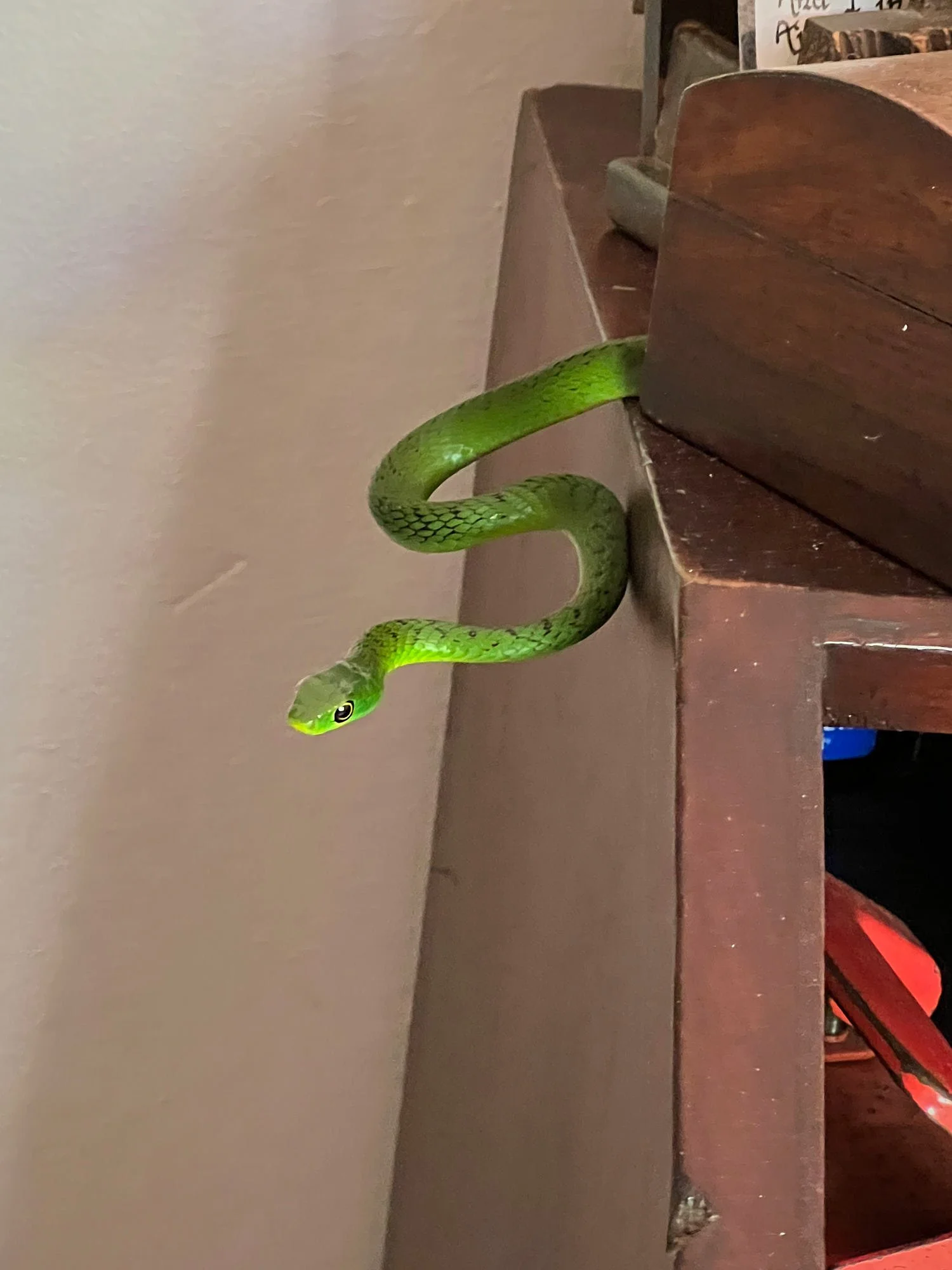 snake Urban wildlife.jpg