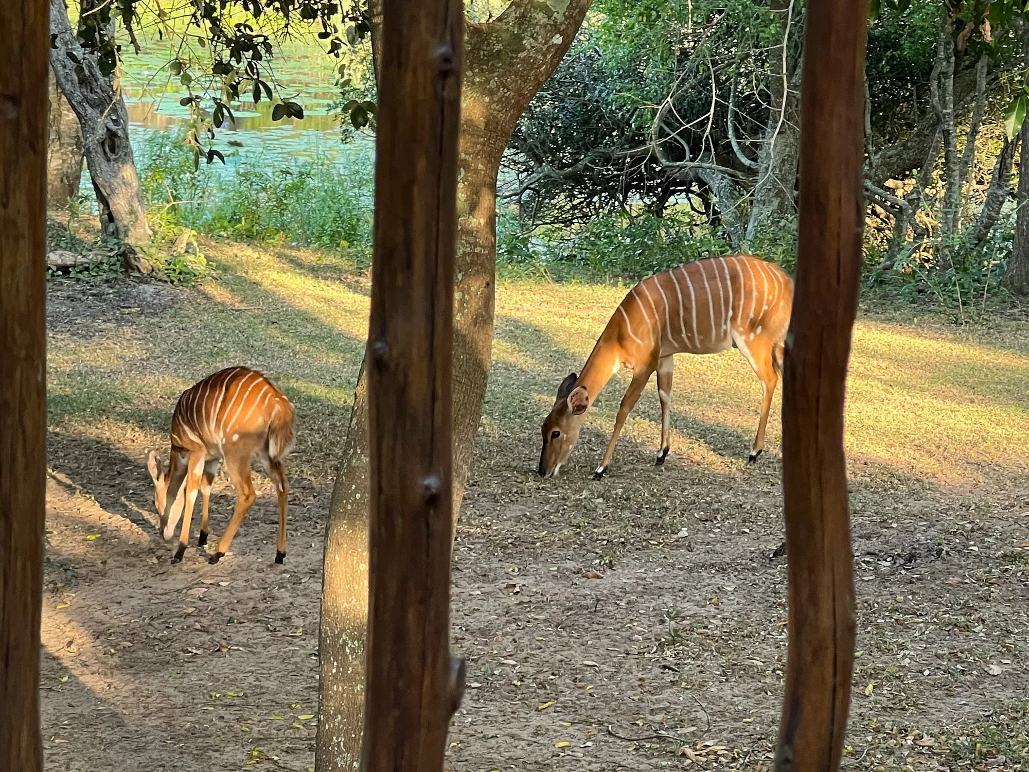 deck&nyala Bonamanzi.jpg