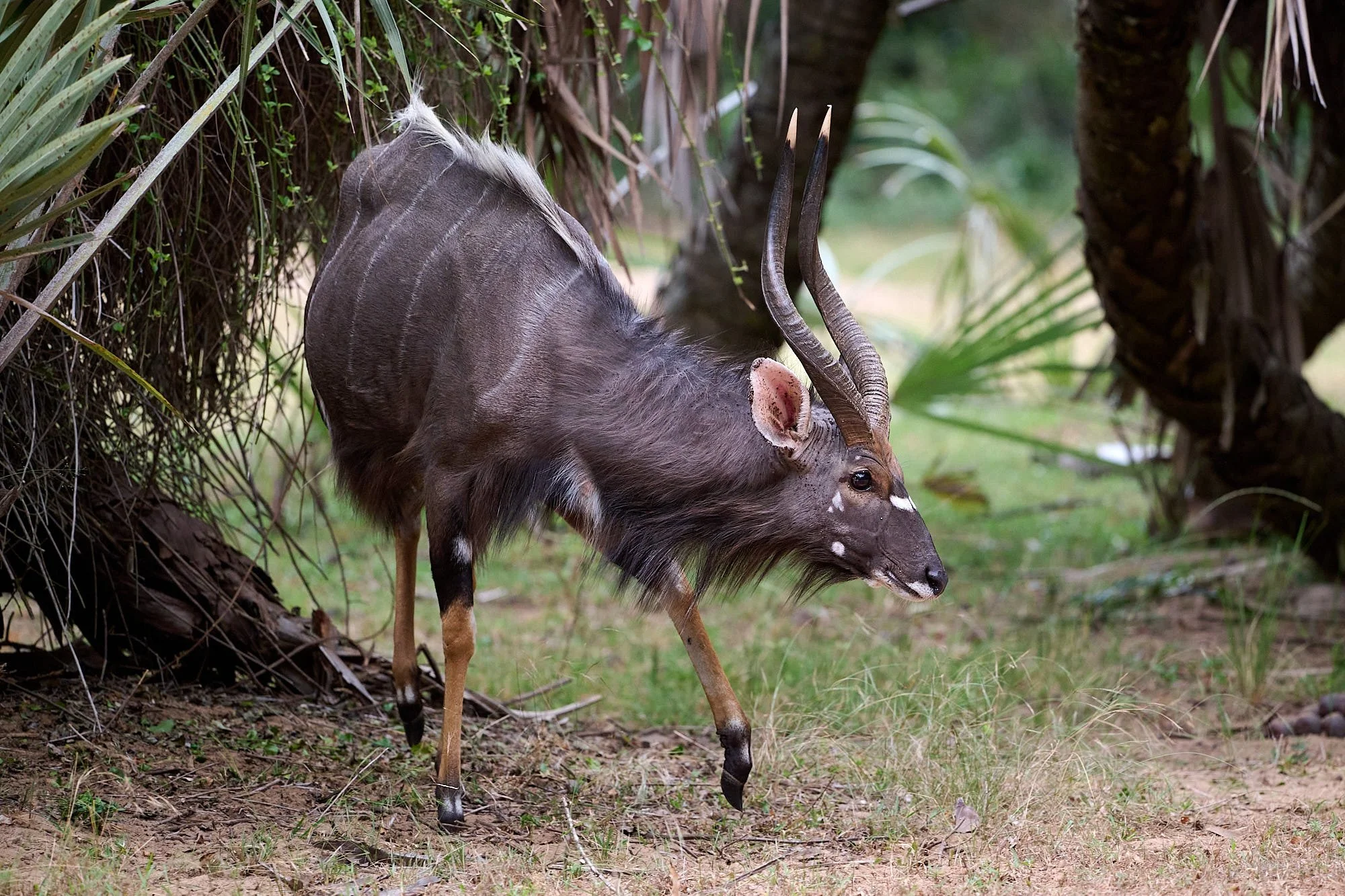 DSC_8349Nyala.jpg