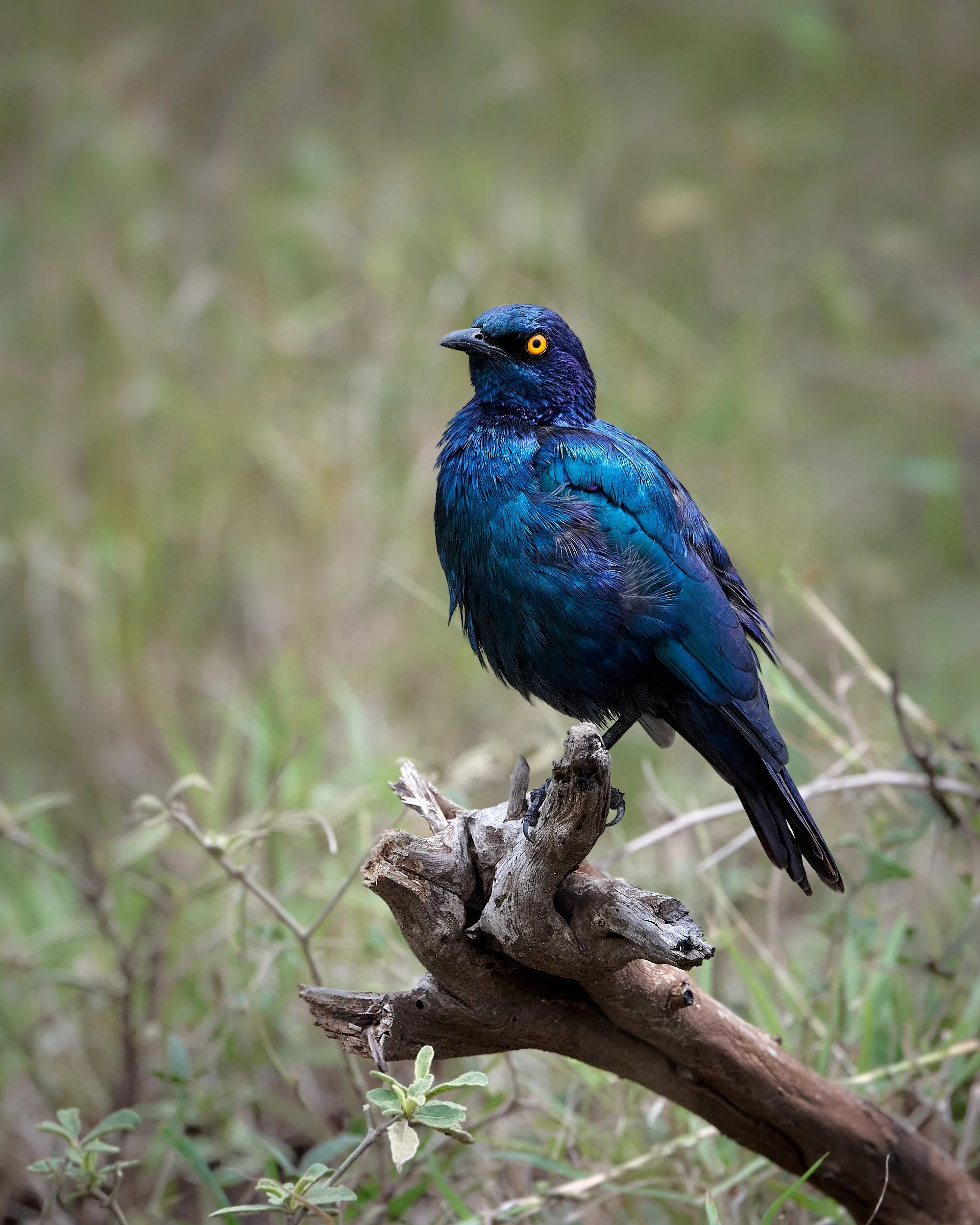 DSC_0628 Kruger.jpg