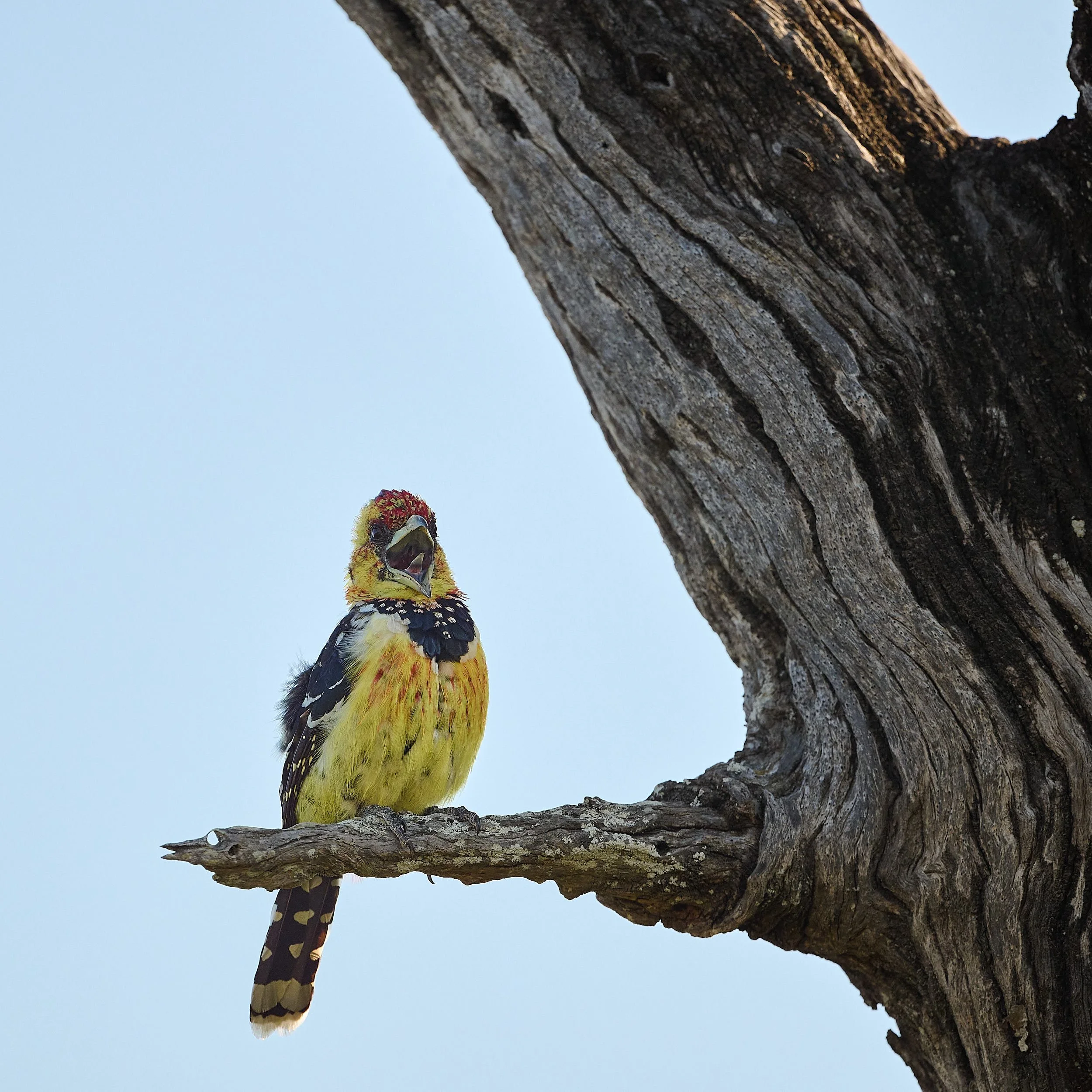 DSC_5583 Kruger.jpg