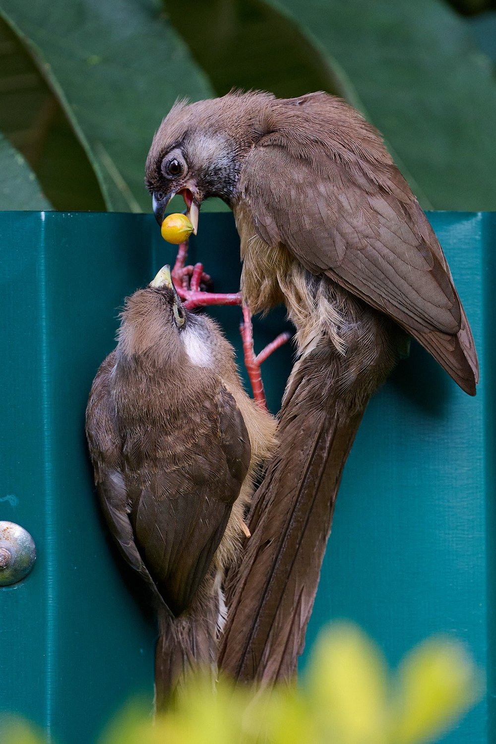 DSC_4362Kenya intro.jpg