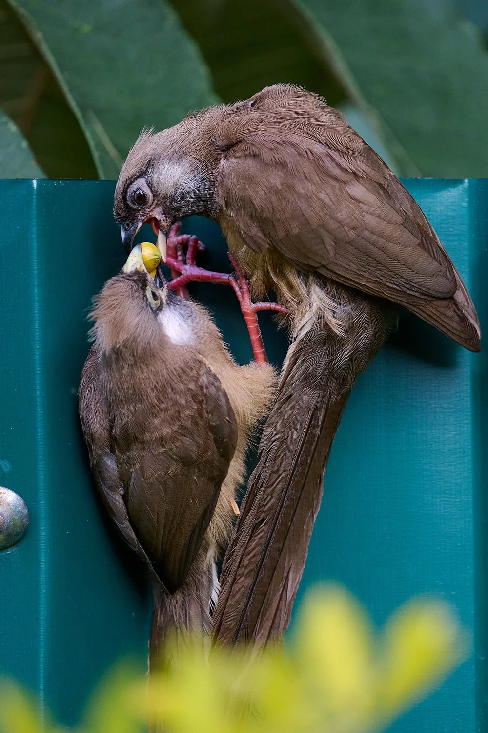 DSC_4364Kenya intro.jpg