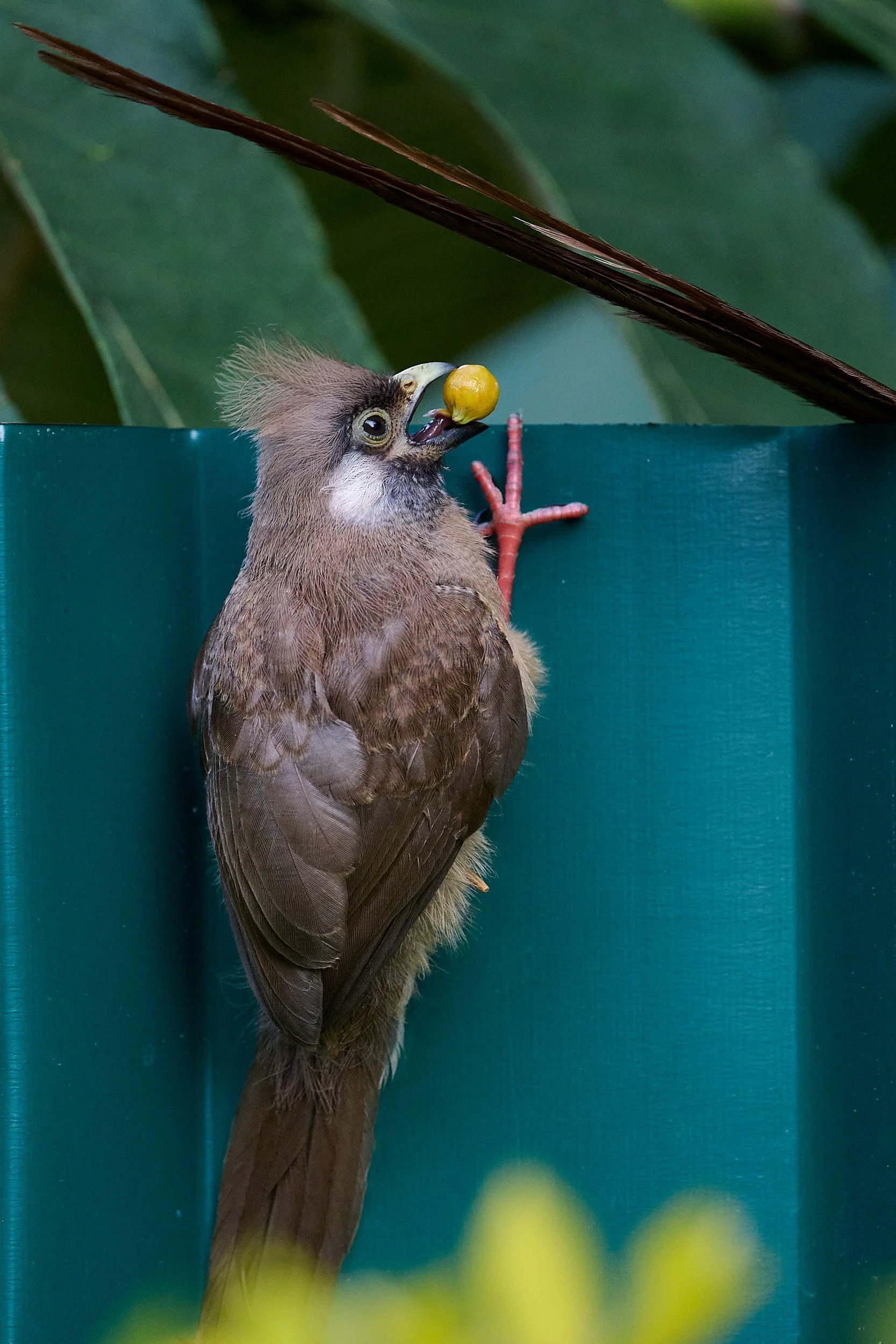 DSC_4391Kenya intro.jpg