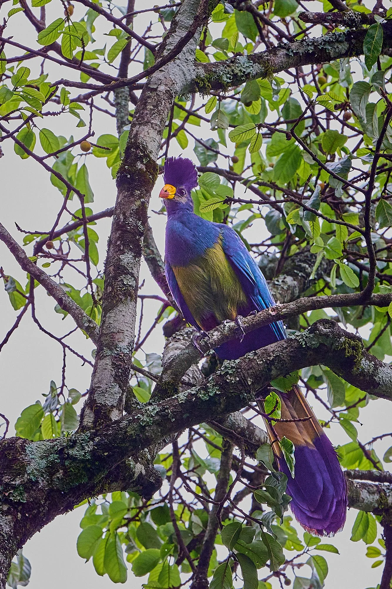 DSC_8047Kenya intro.jpg