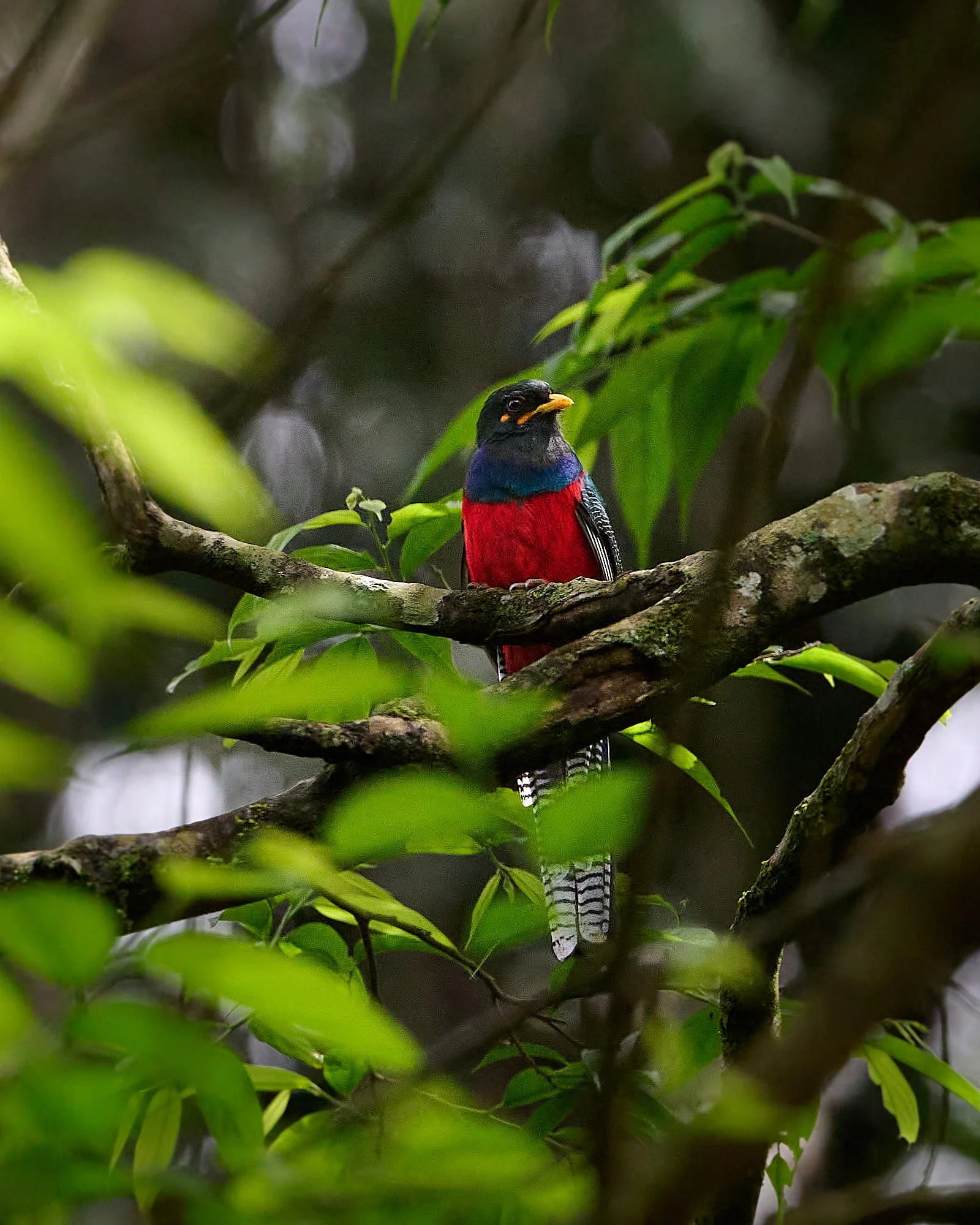 DSC_8484Kenya intro.jpg